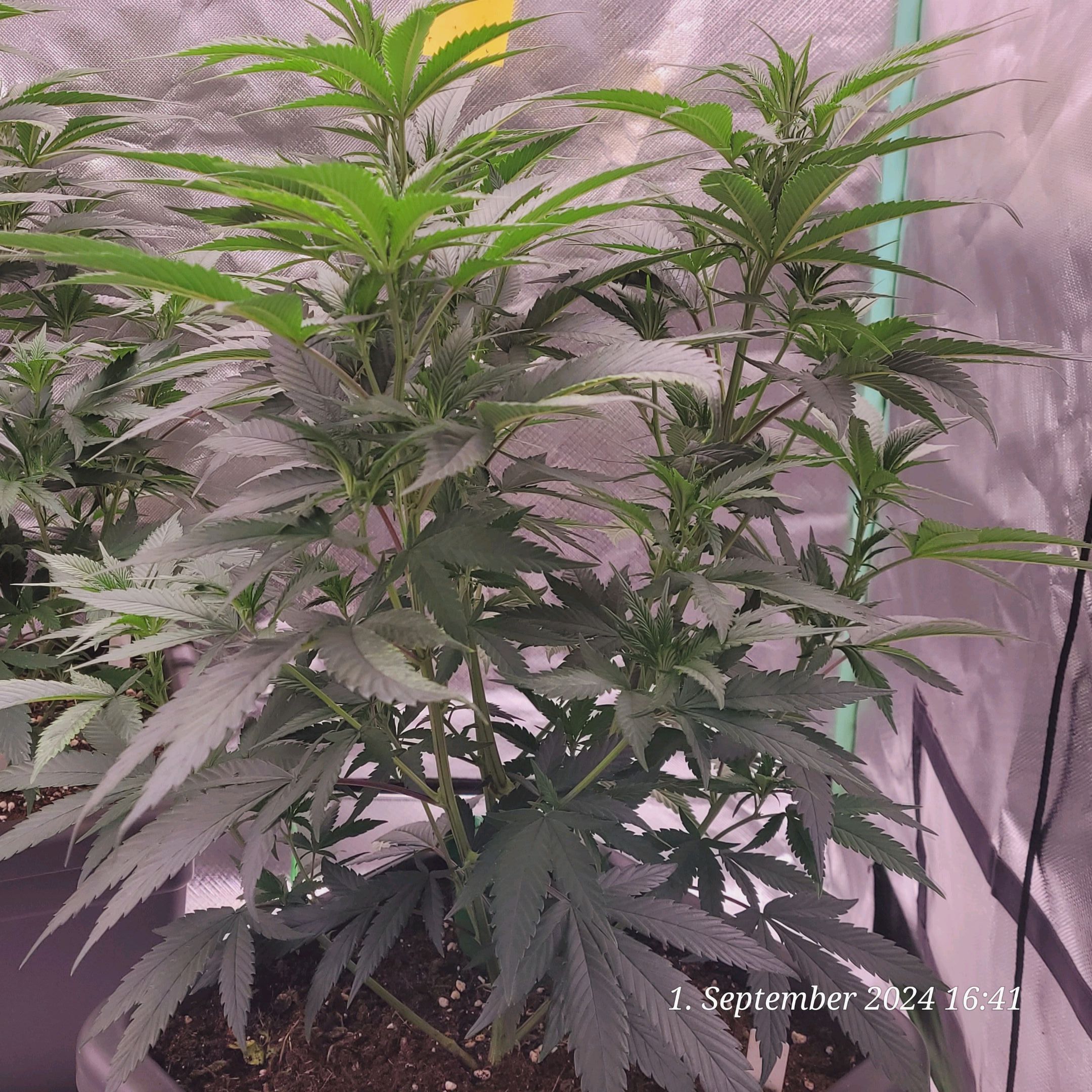 Lava Cake Klon #2 growlog photo 31