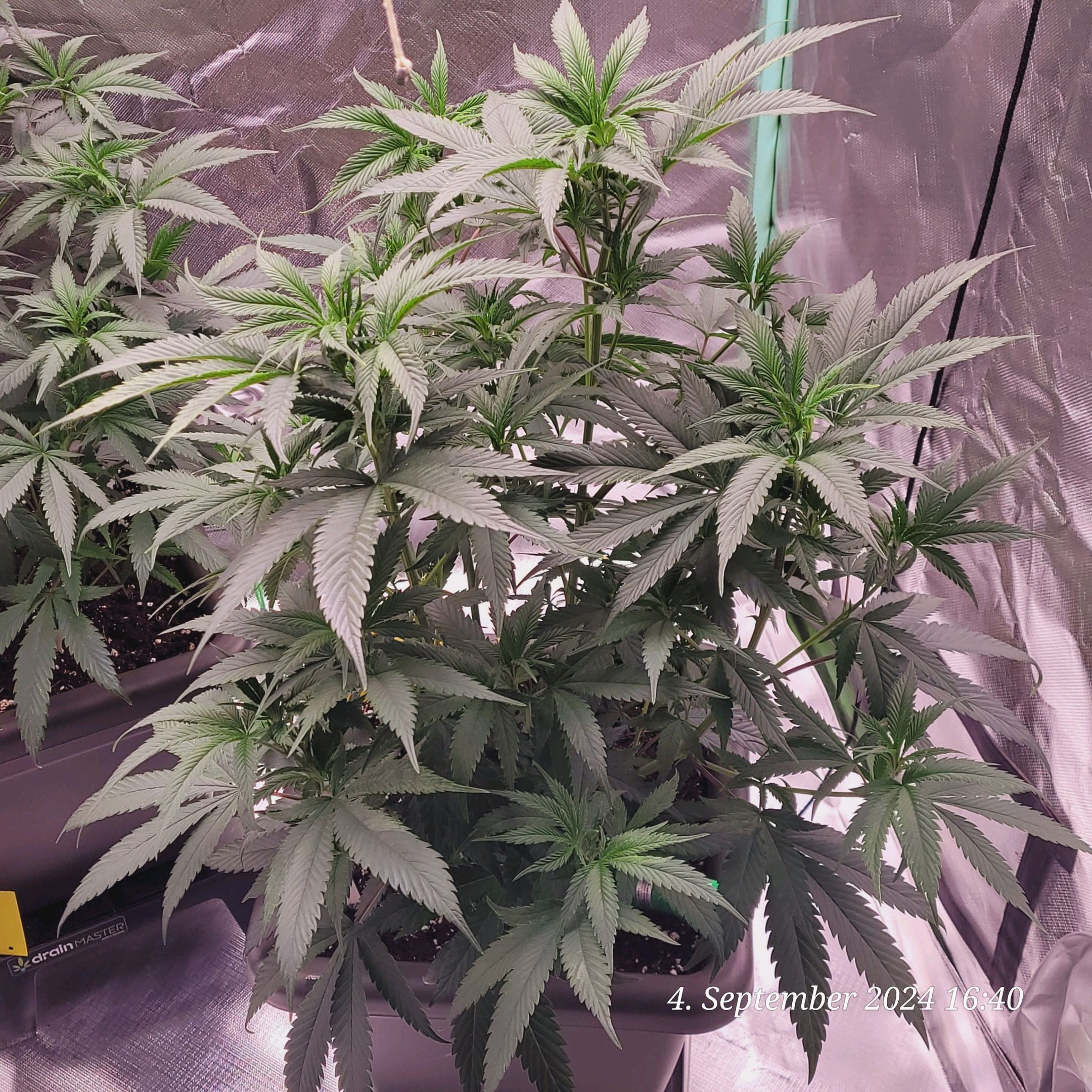 Lava Cake Klon #2 growlog photo 34