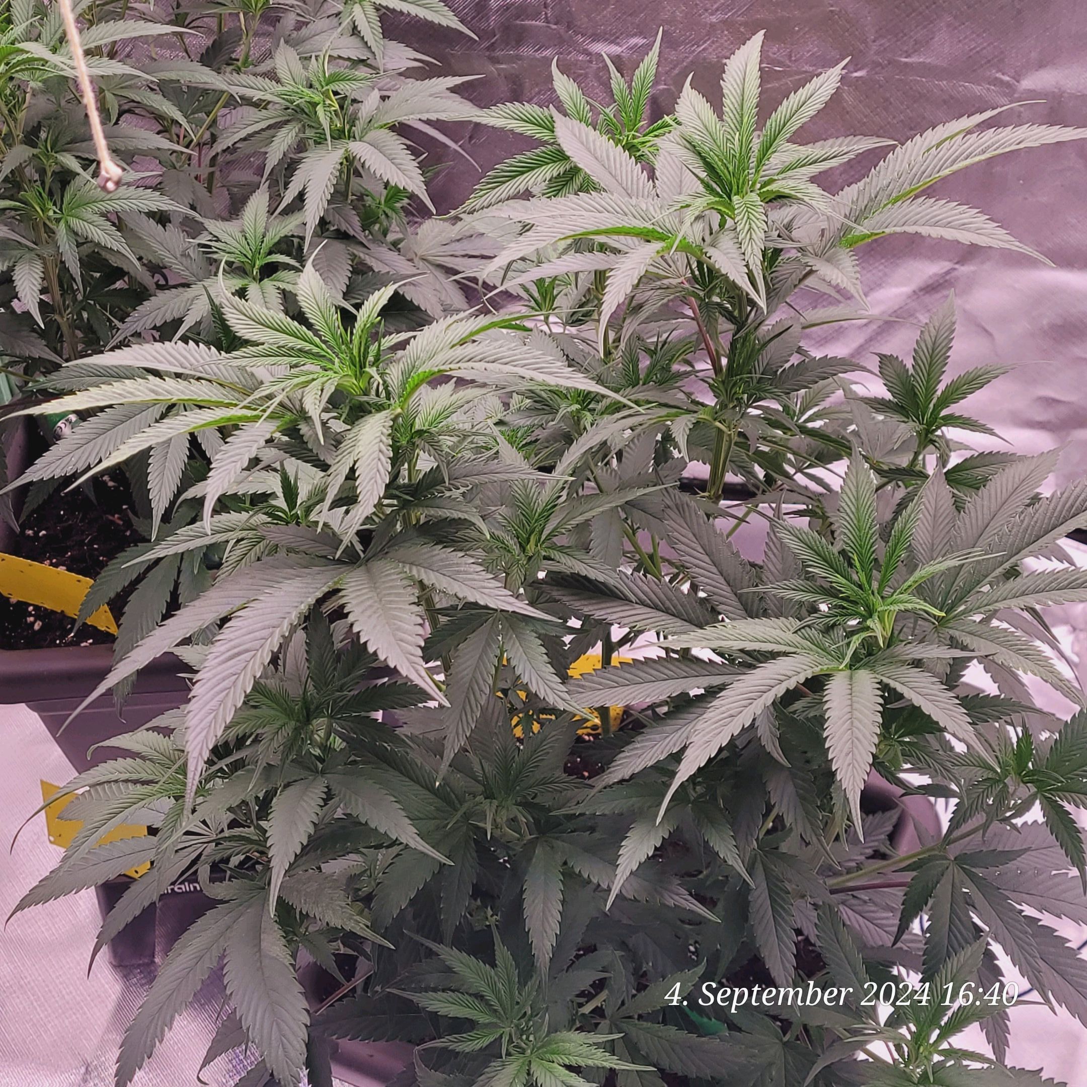 Lava Cake Klon #2 growlog photo 33