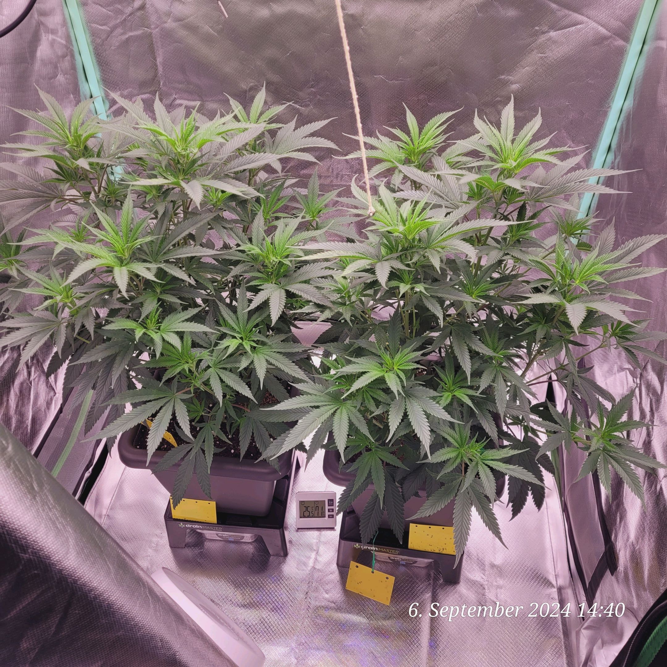 Lava Cake Klon #2 growlog photo 35