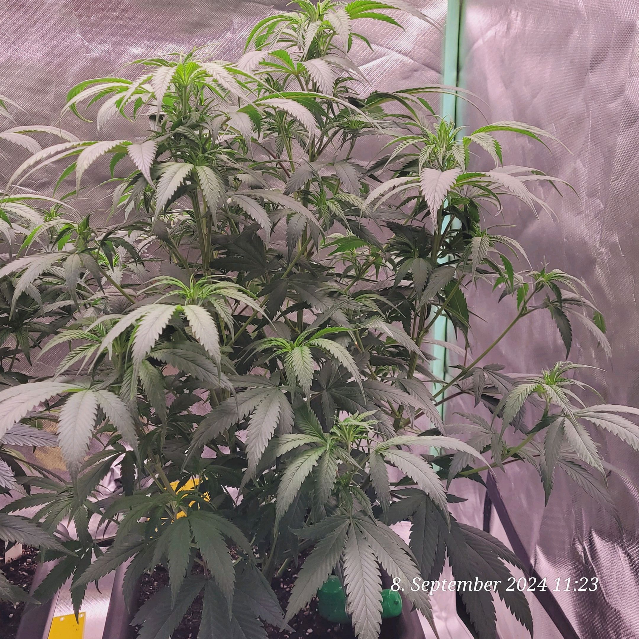 Lava Cake Klon #2 growlog photo 36