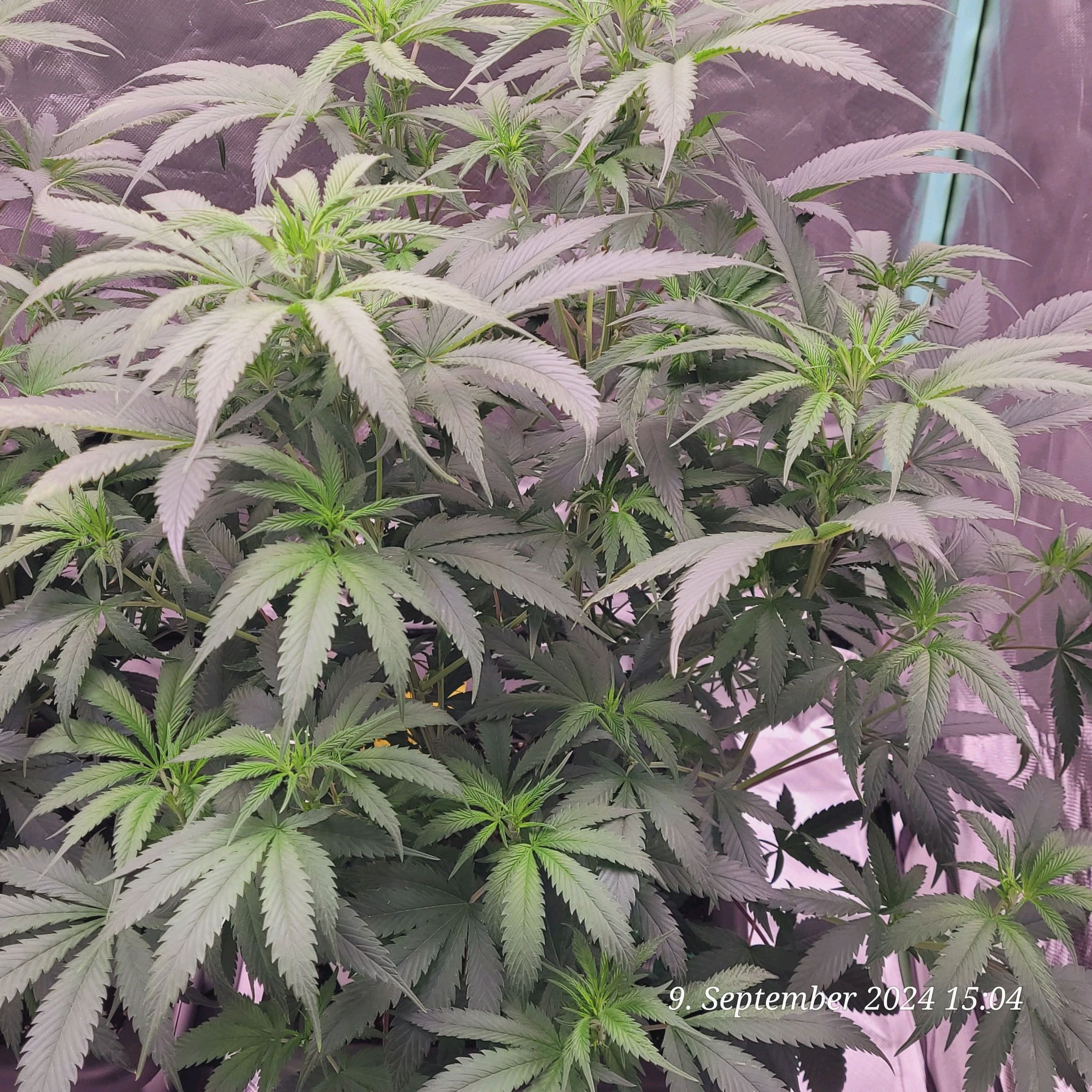 Lava Cake Klon #2 growlog photo 38