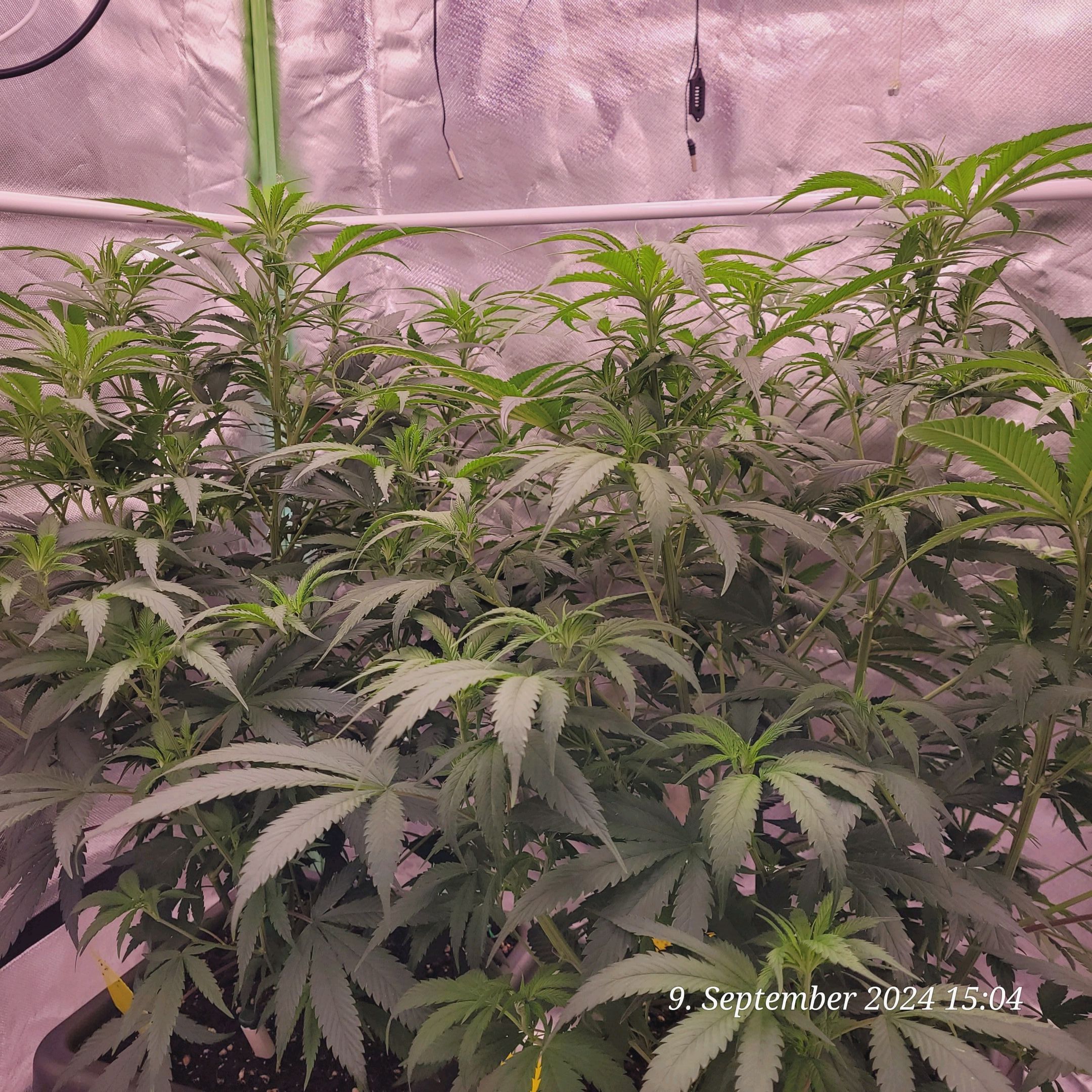 Lava Cake Klon #2 growlog photo 39
