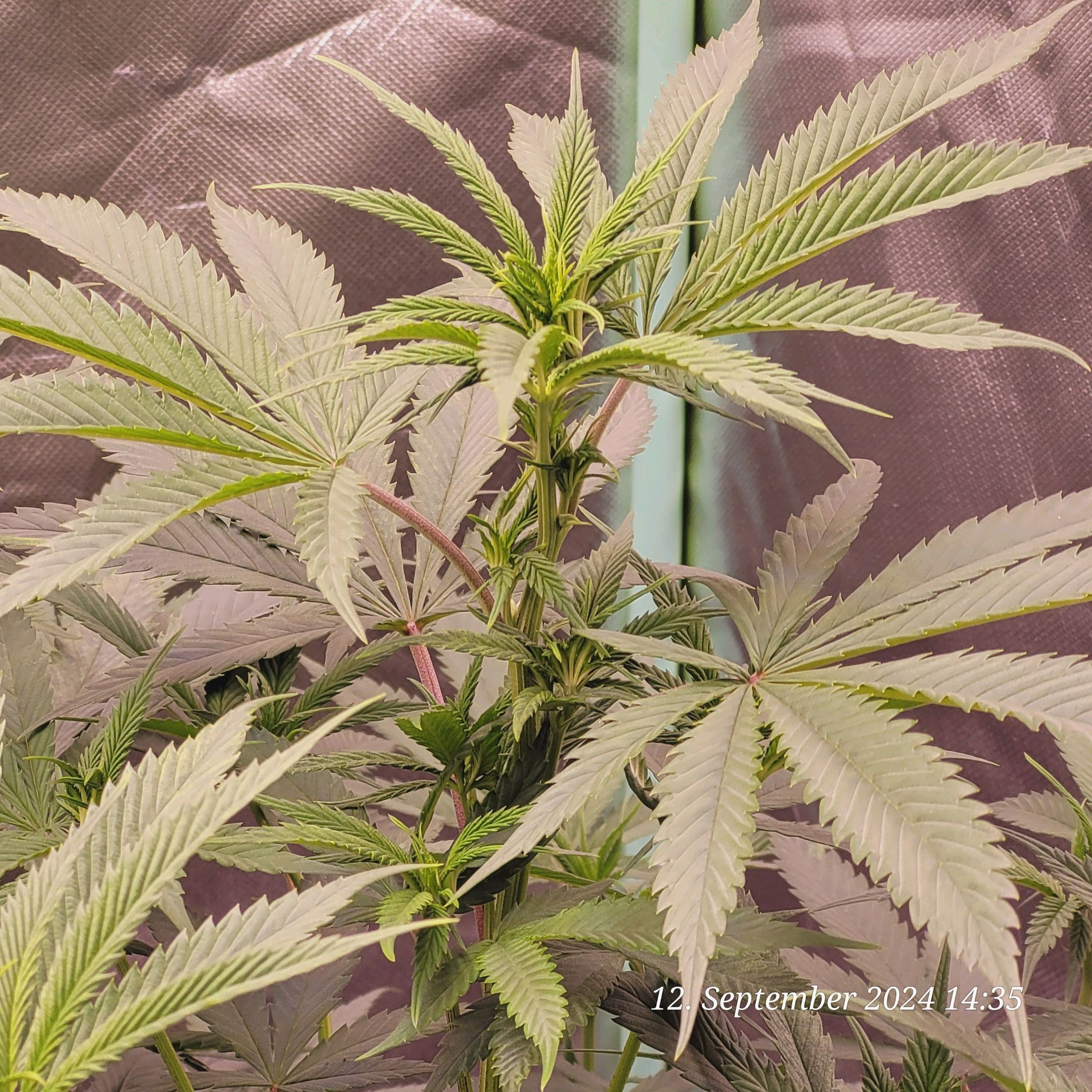 Lava Cake Klon #2 growlog photo 40