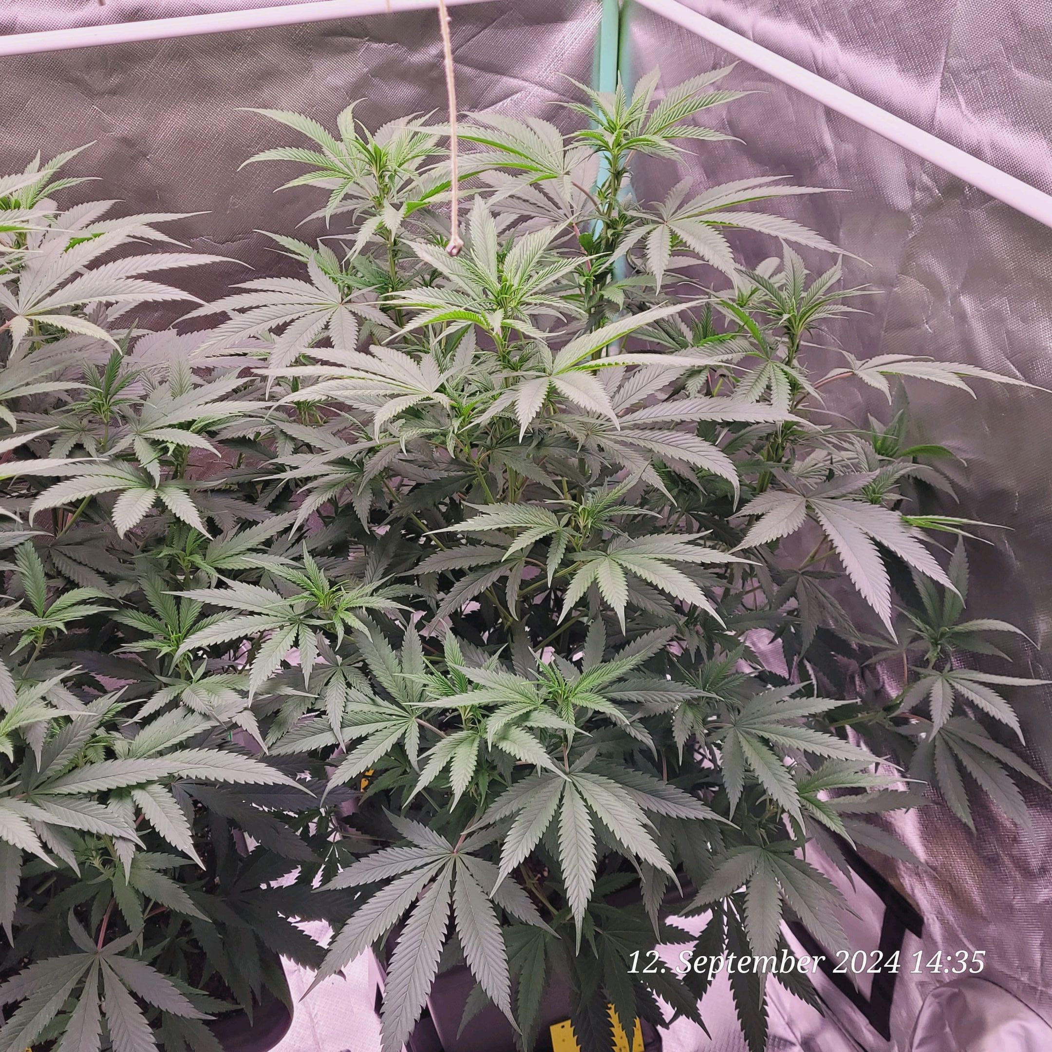 Lava Cake Klon #2 growlog photo 41