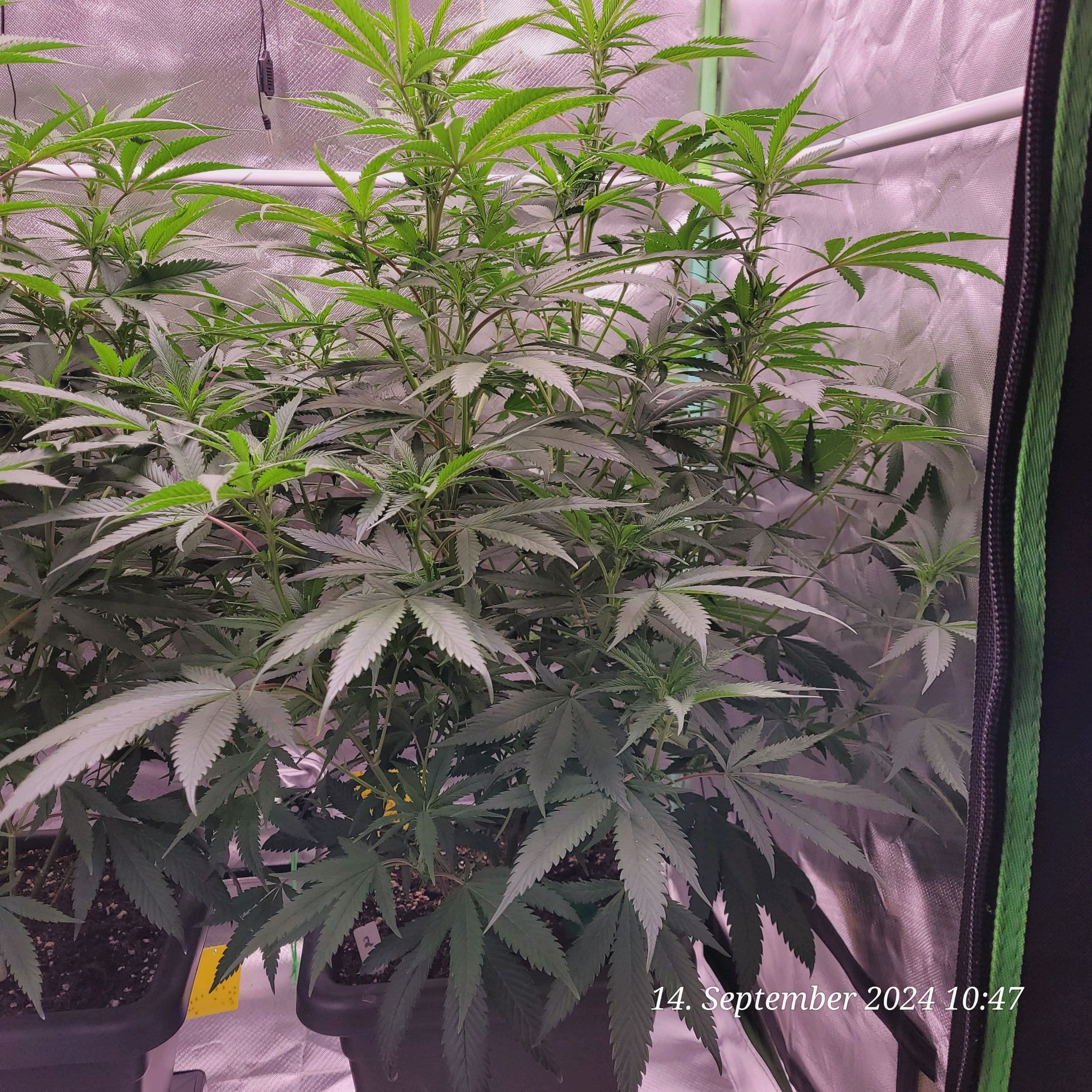 Lava Cake Klon #2 growlog photo 43