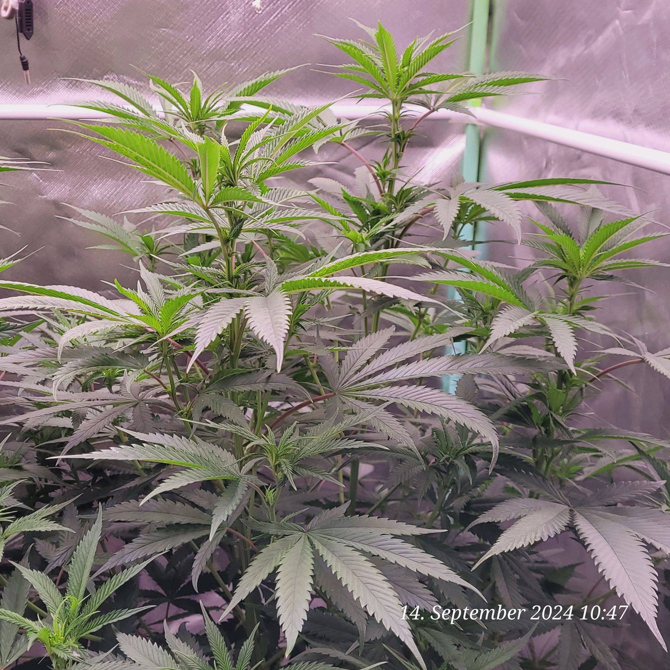 Lava Cake Klon #2 growlog photo 42