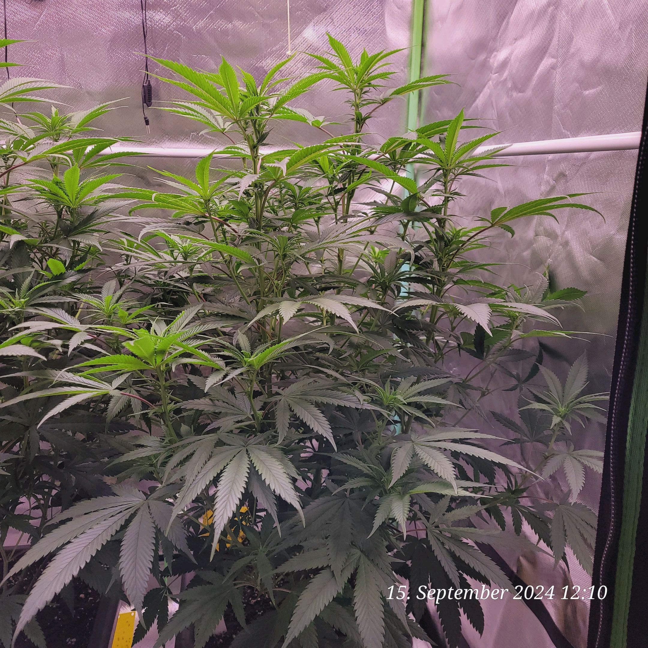 Lava Cake Klon #2 growlog photo 44