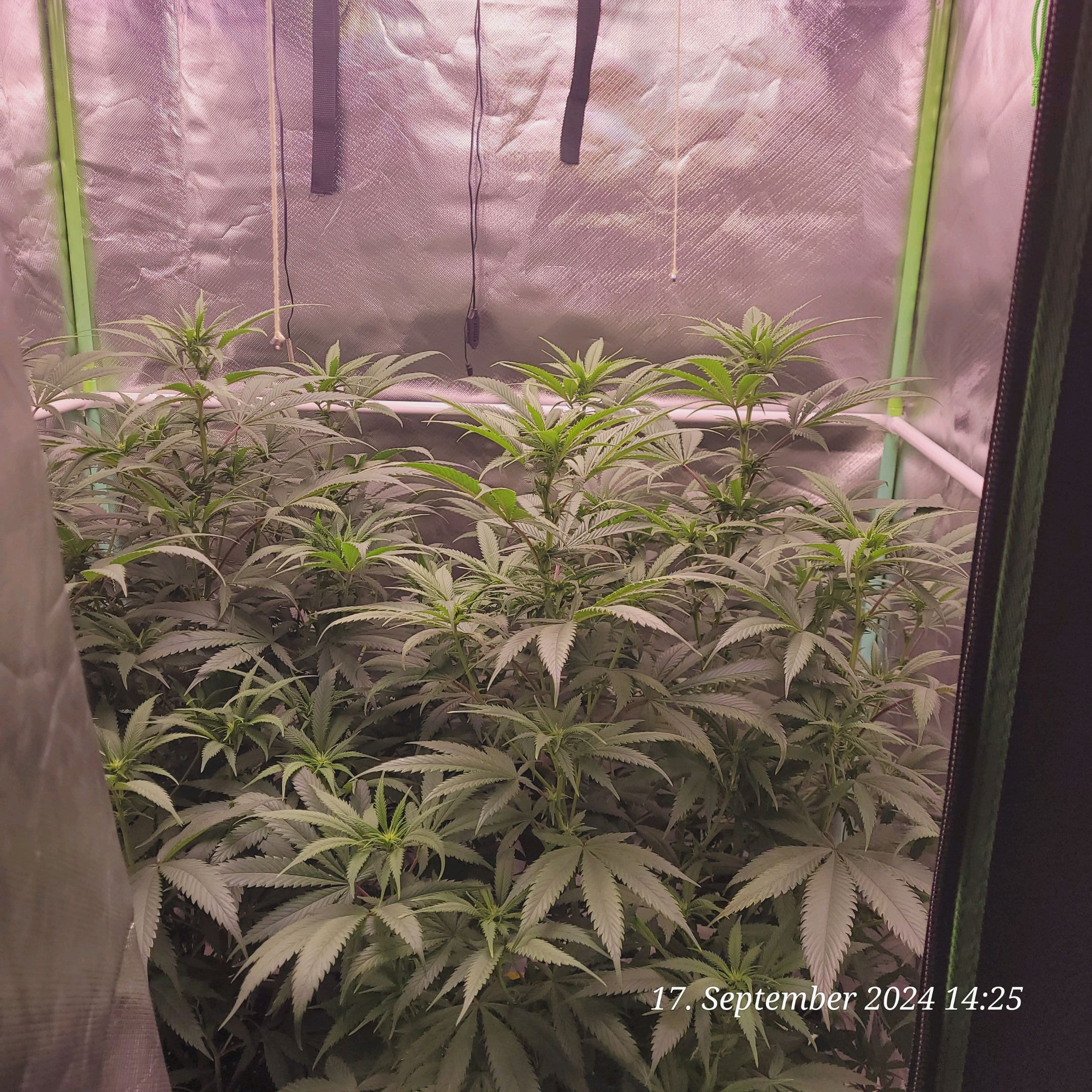 Lava Cake Klon #2 growlog photo 49