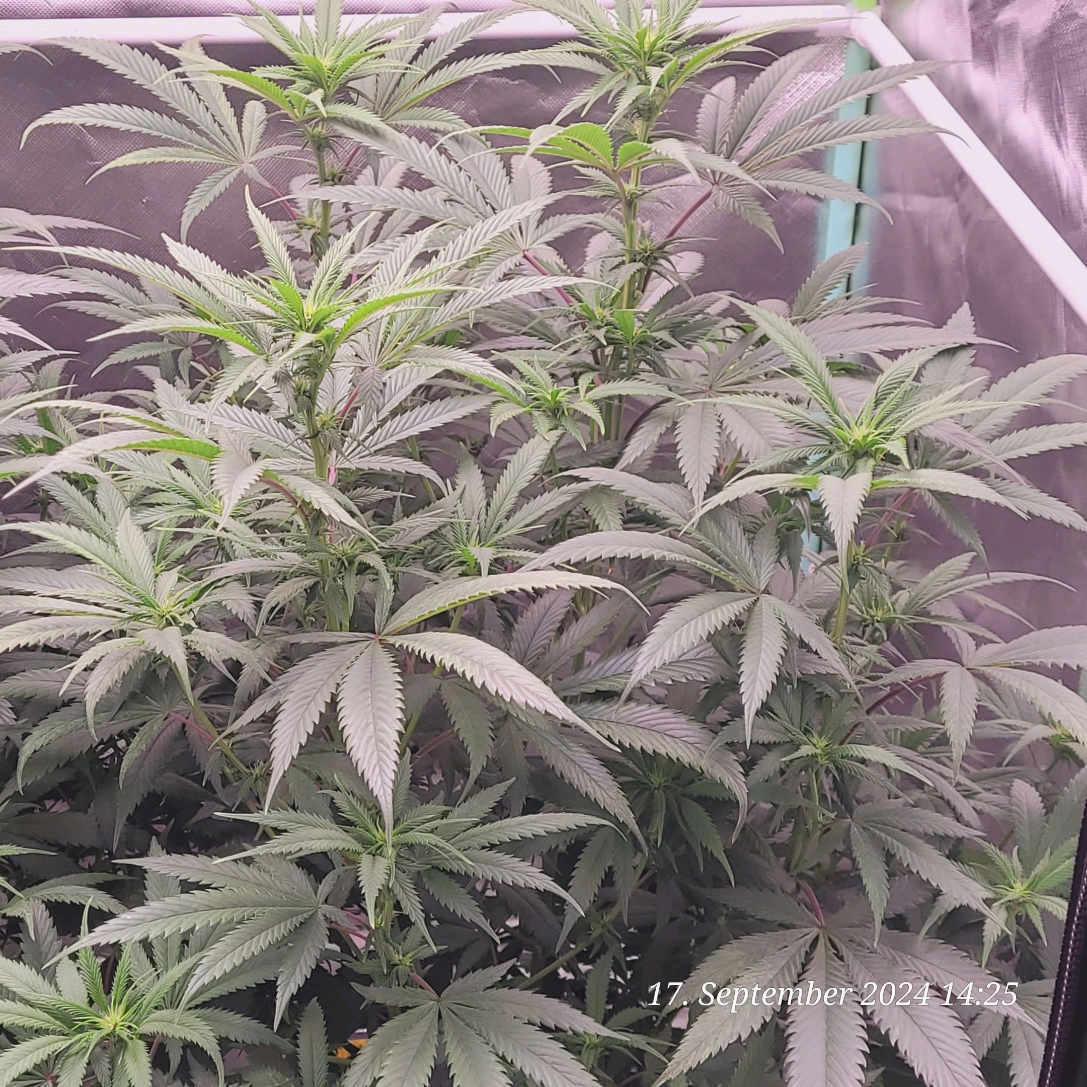 Lava Cake Klon #2 growlog photo 50