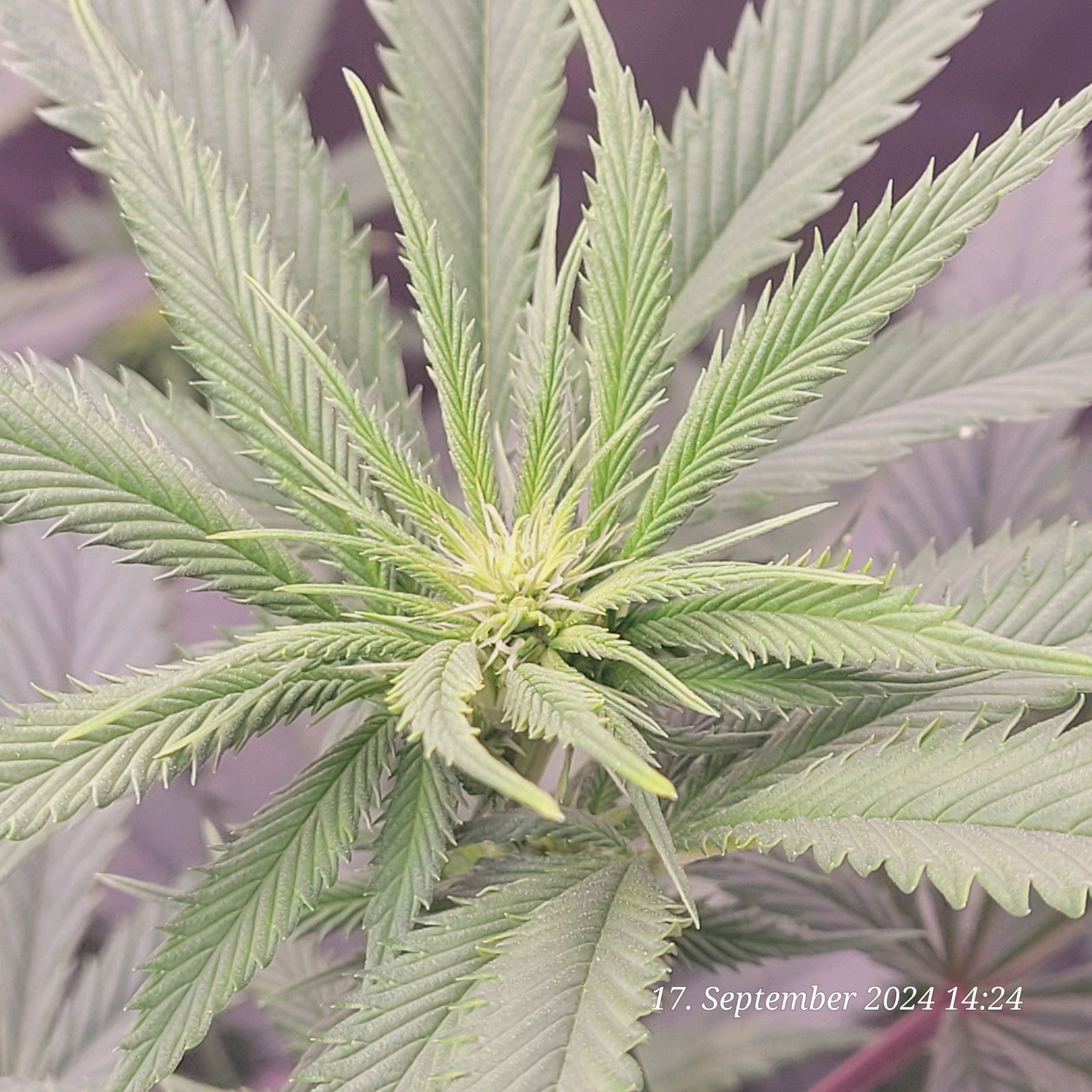 Lava Cake Klon #2 growlog photo 51