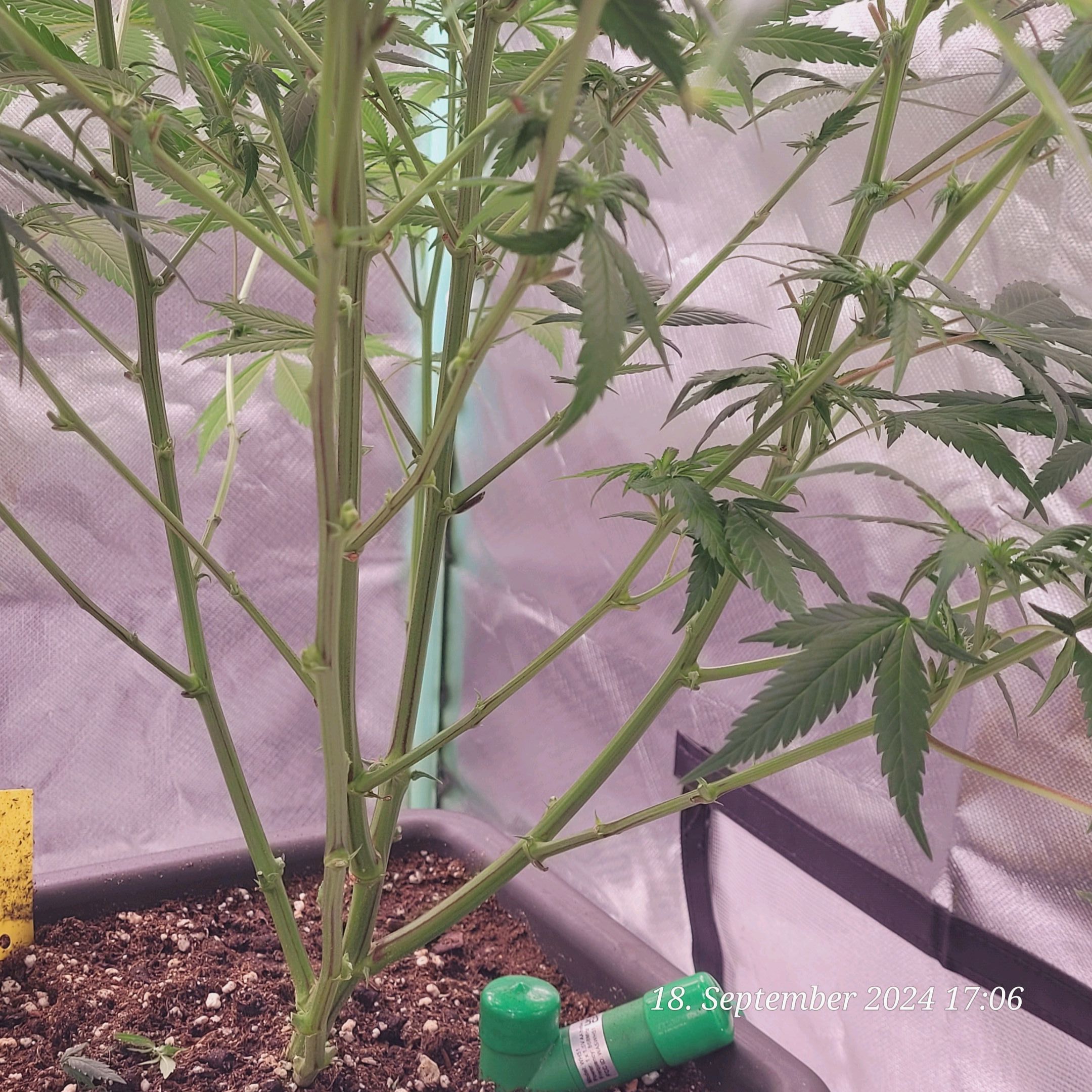 Lava Cake Klon #2 growlog photo 53
