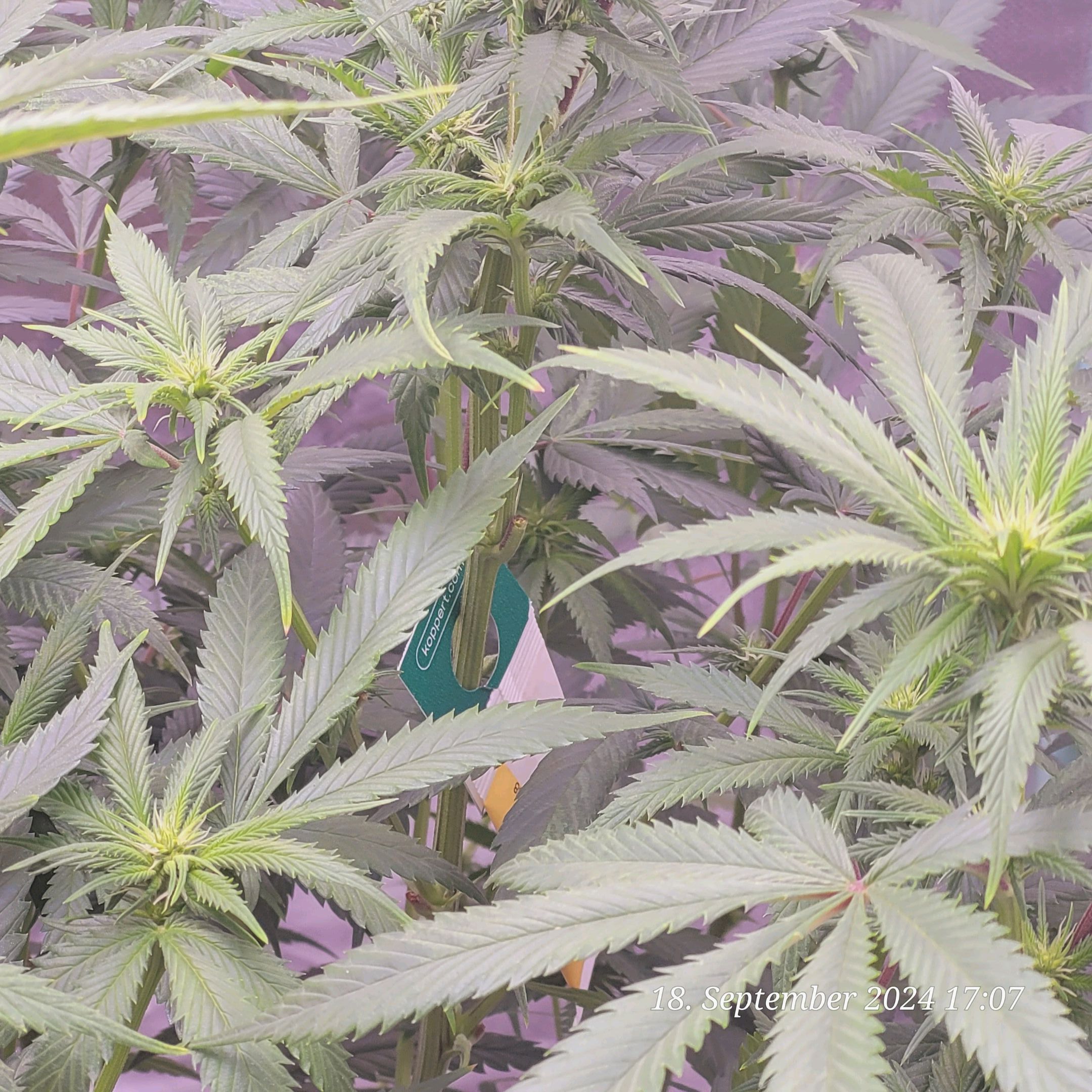 Lava Cake Klon #2 growlog photo 54