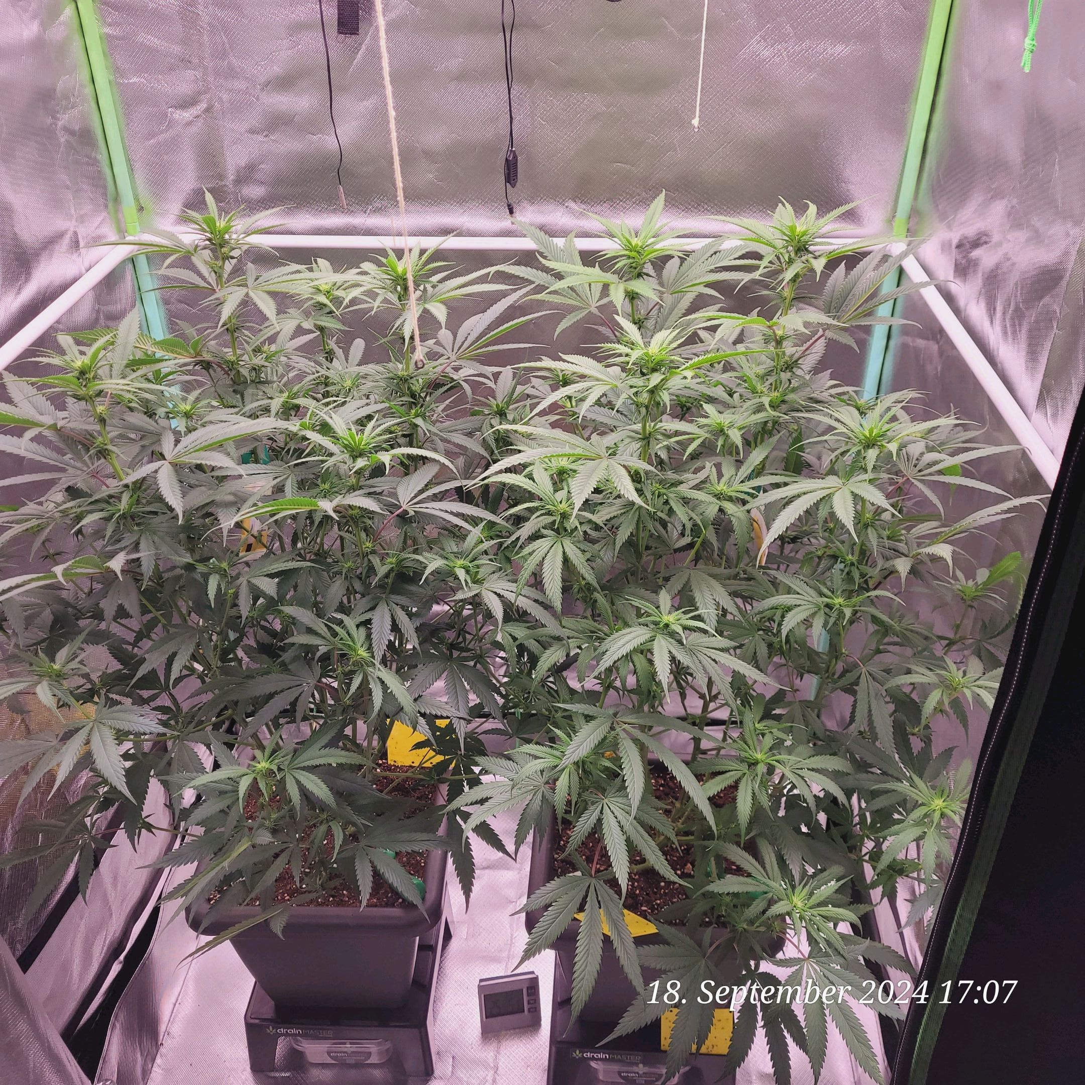 Lava Cake Klon #2 growlog photo 52