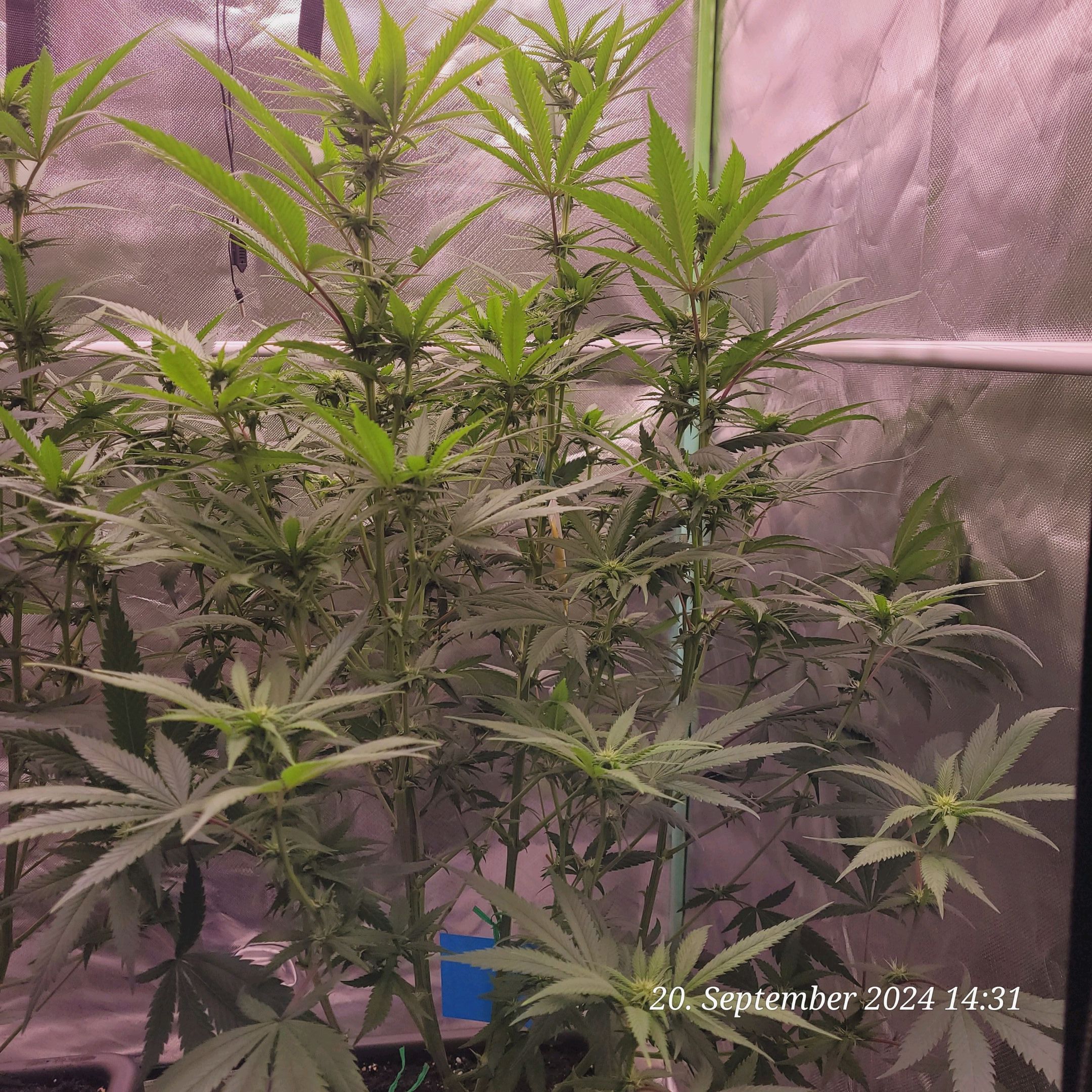 Lava Cake Klon #2 growlog photo 57