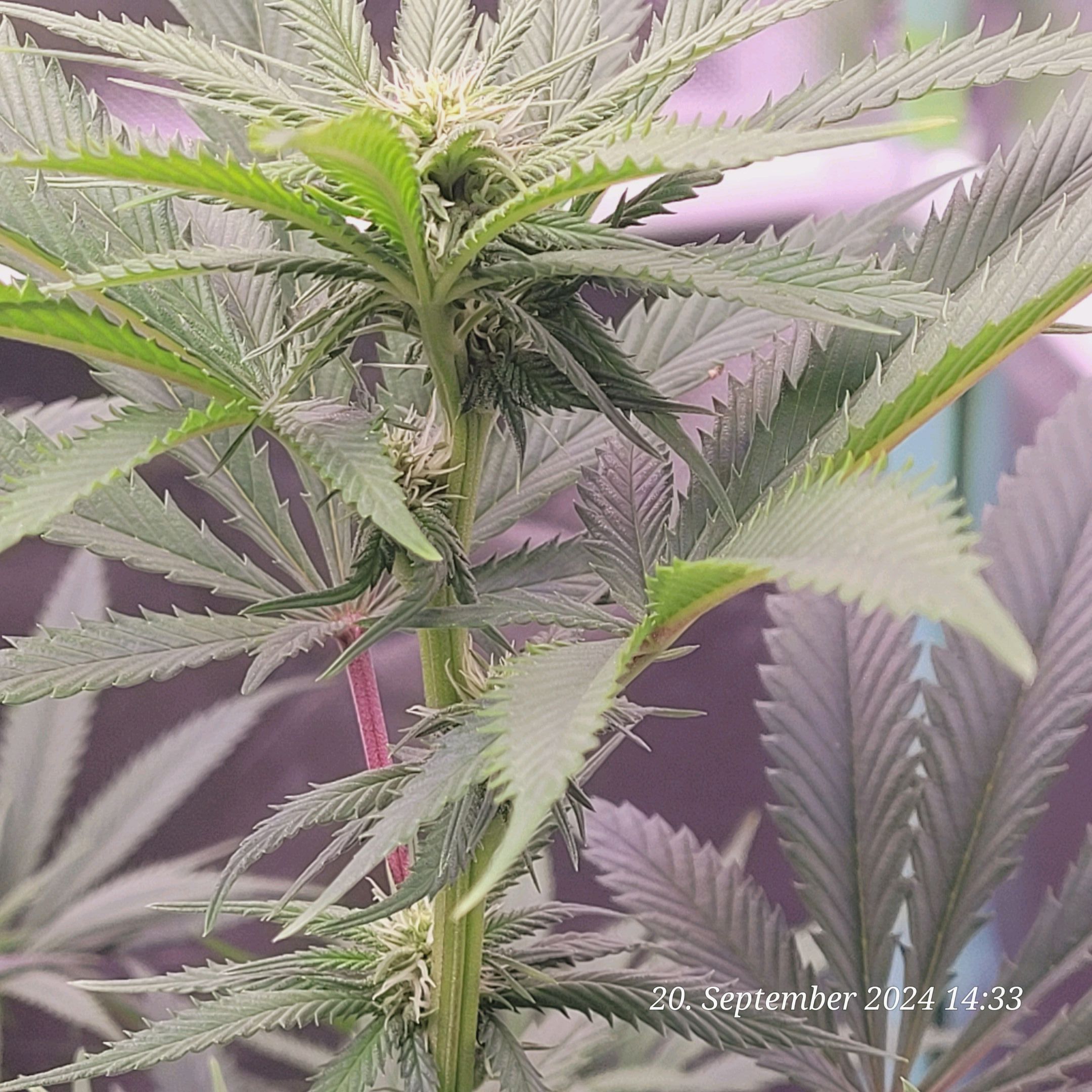Lava Cake Klon #2 growlog photo 56