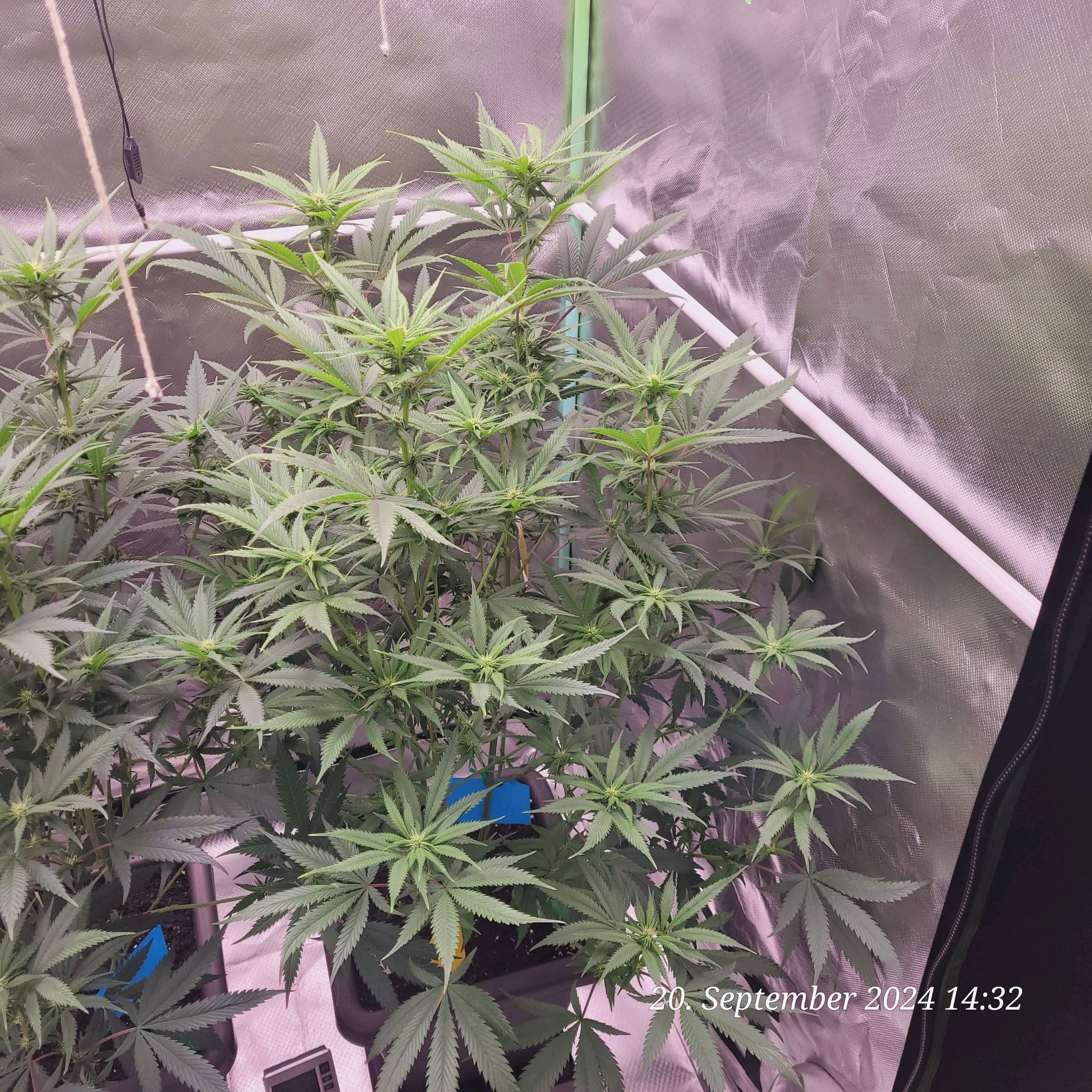 Lava Cake Klon #2 growlog photo 55