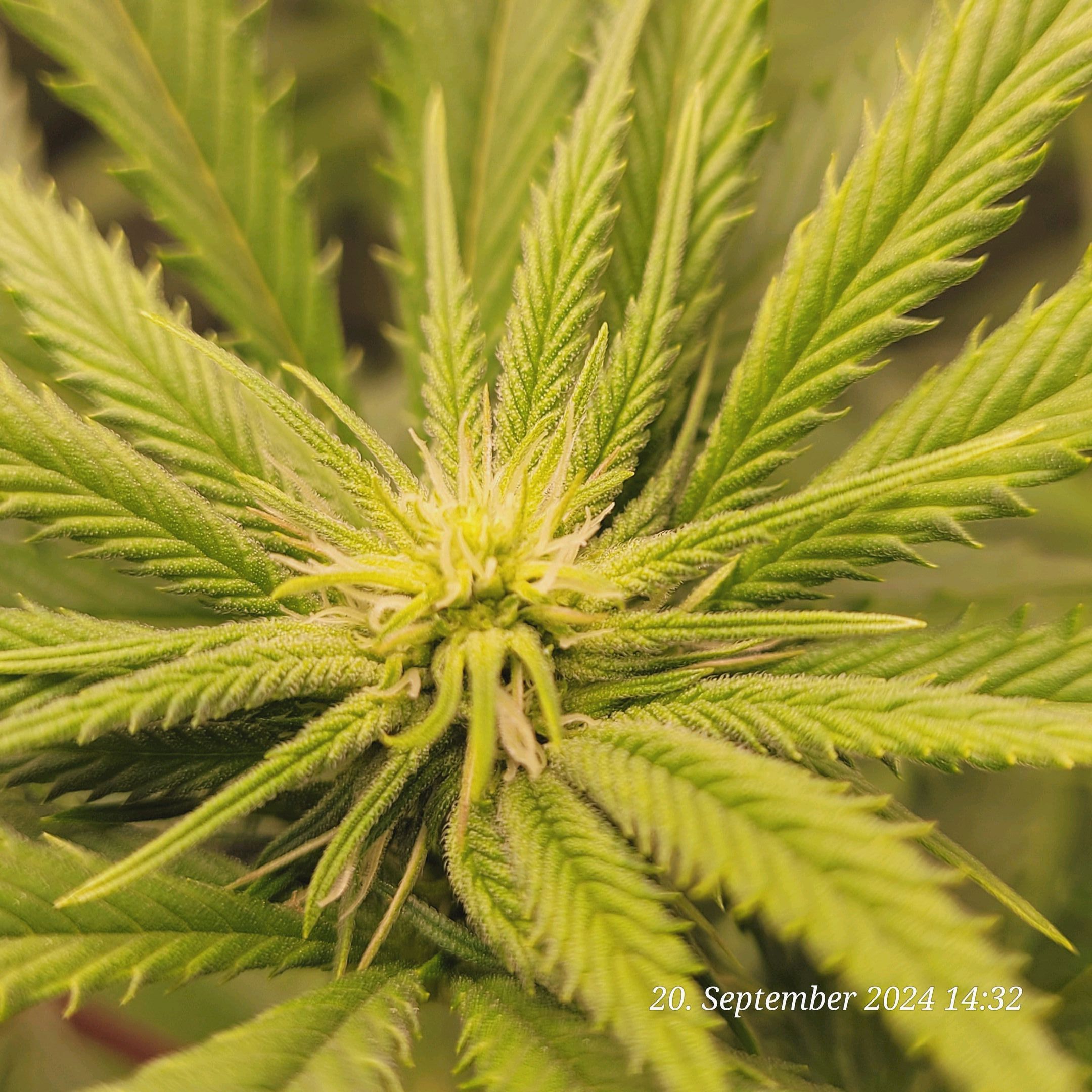 Lava Cake Klon #2 growlog photo 58
