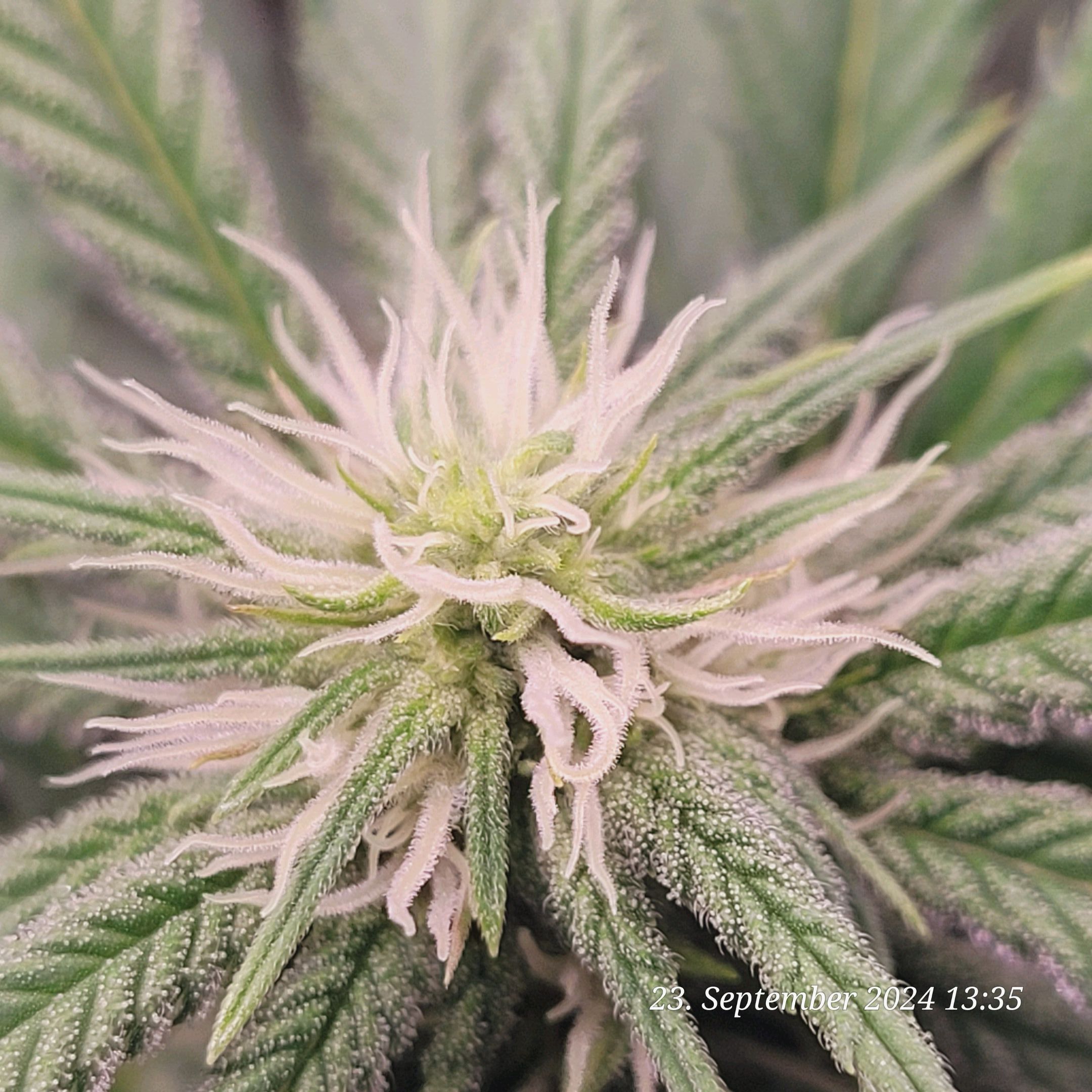 Lava Cake Klon #2 growlog photo 60