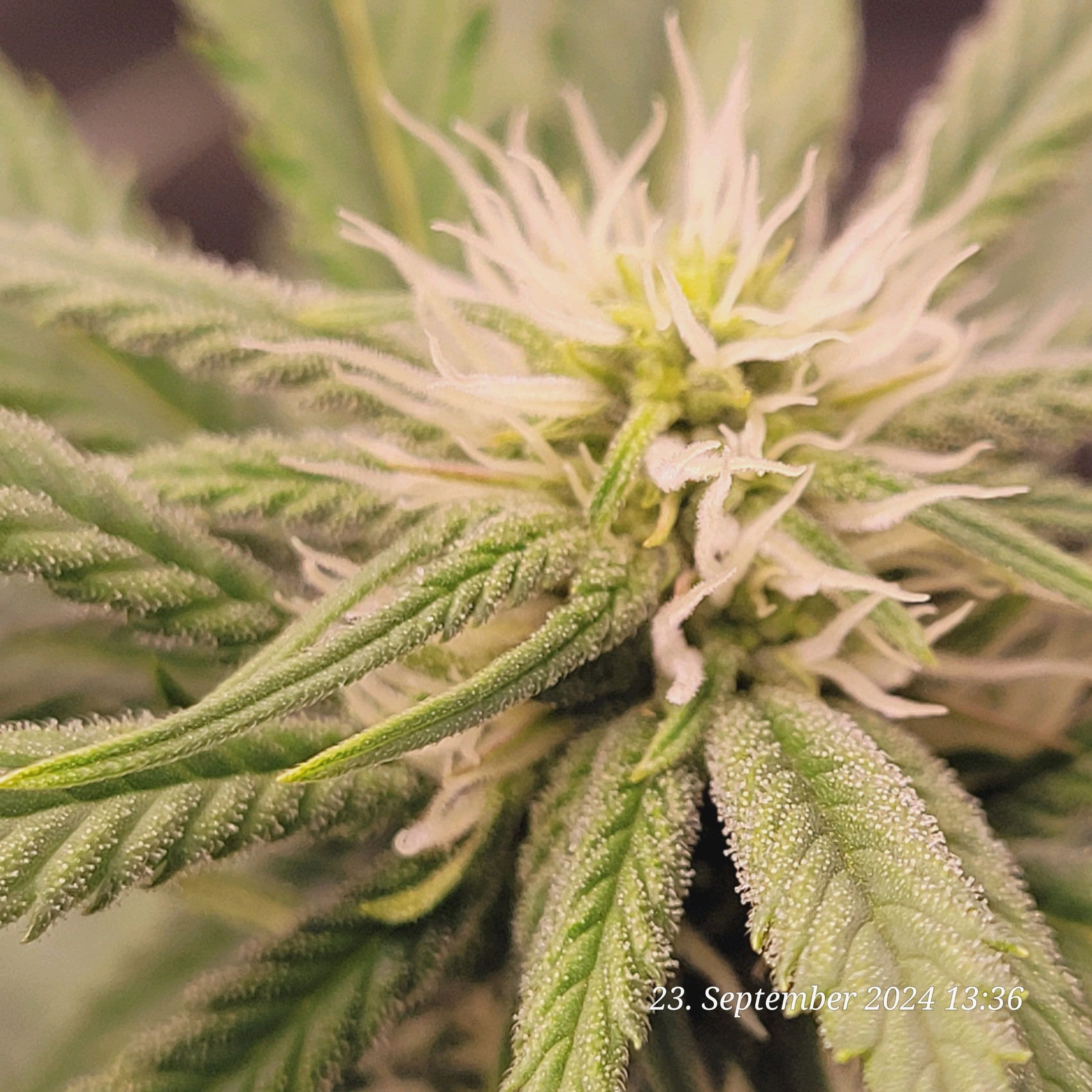Lava Cake Klon #2 growlog photo 59