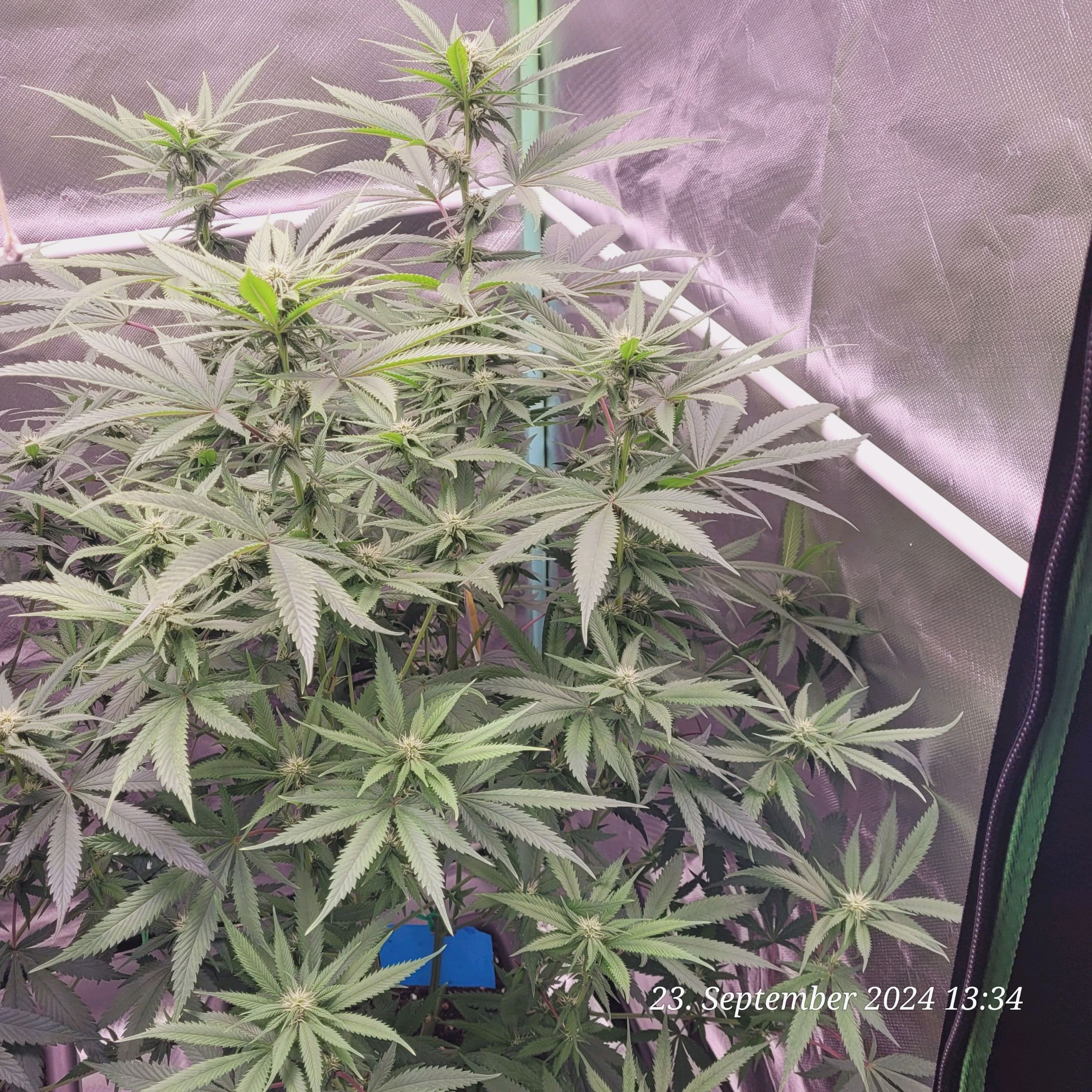 Lava Cake Klon #2 growlog photo 61