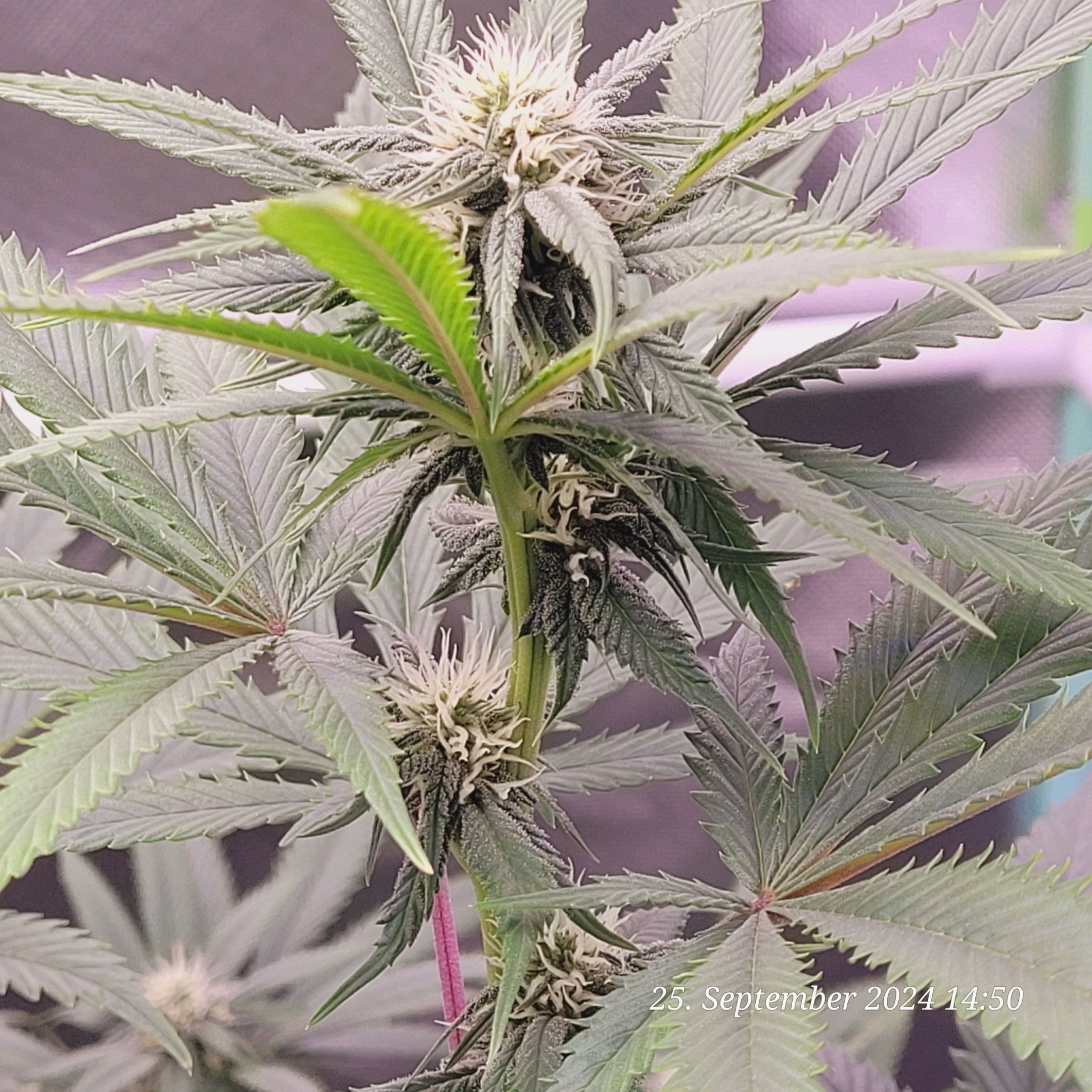 Lava Cake Klon #2 growlog photo 62