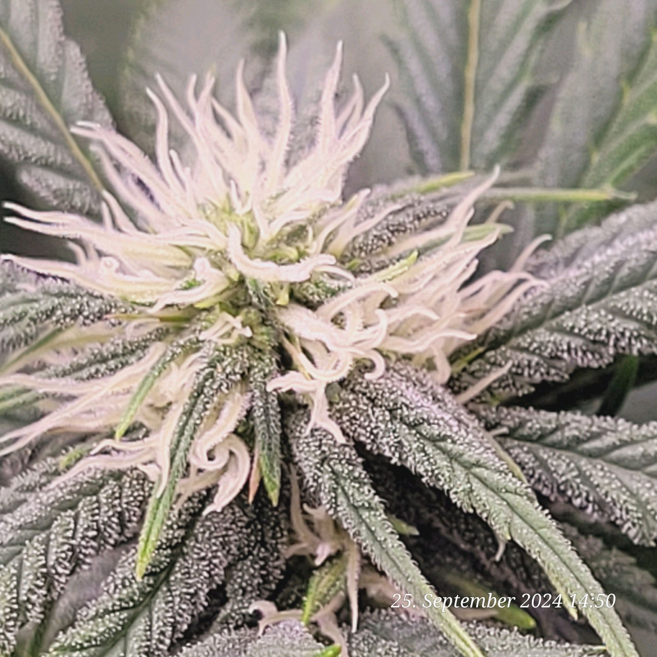 Lava Cake Klon #2 growlog photo 63