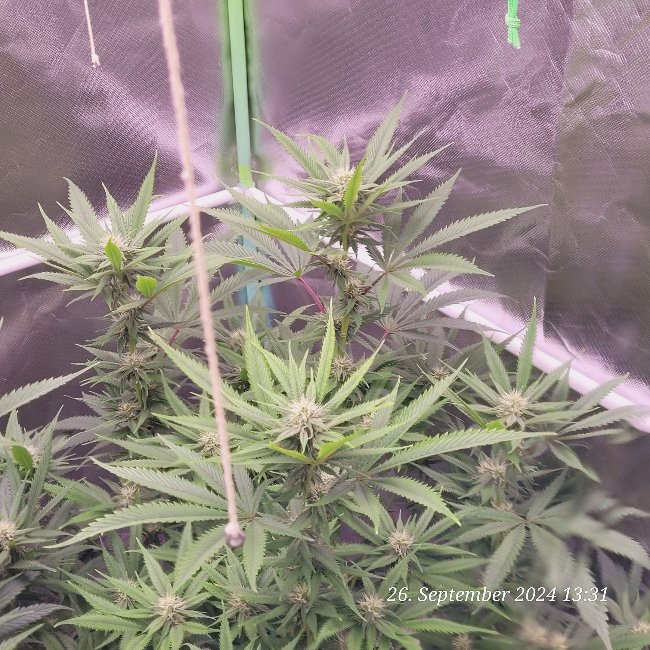Lava Cake Klon #2 growlog photo 65