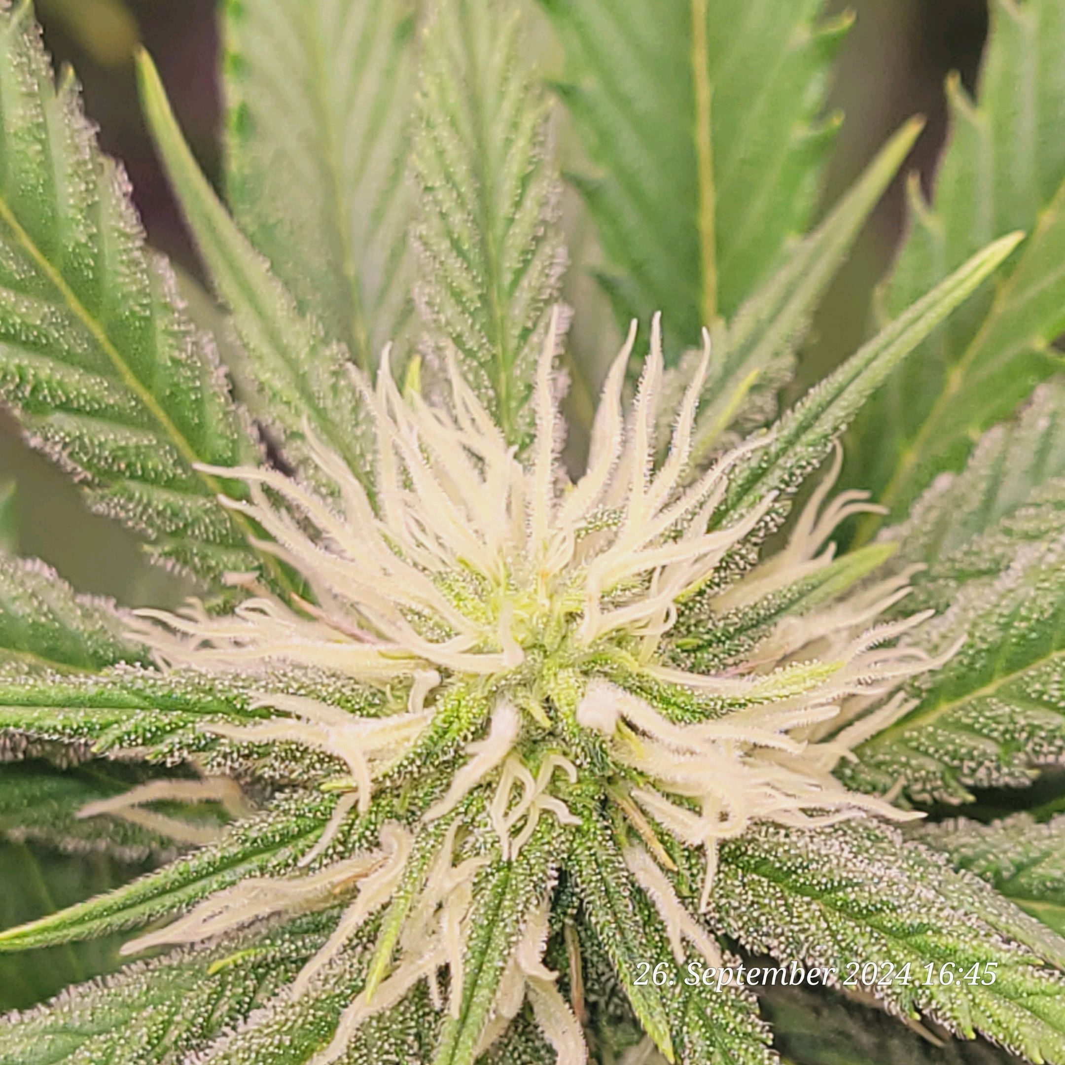 Lava Cake Klon #2 growlog photo 66
