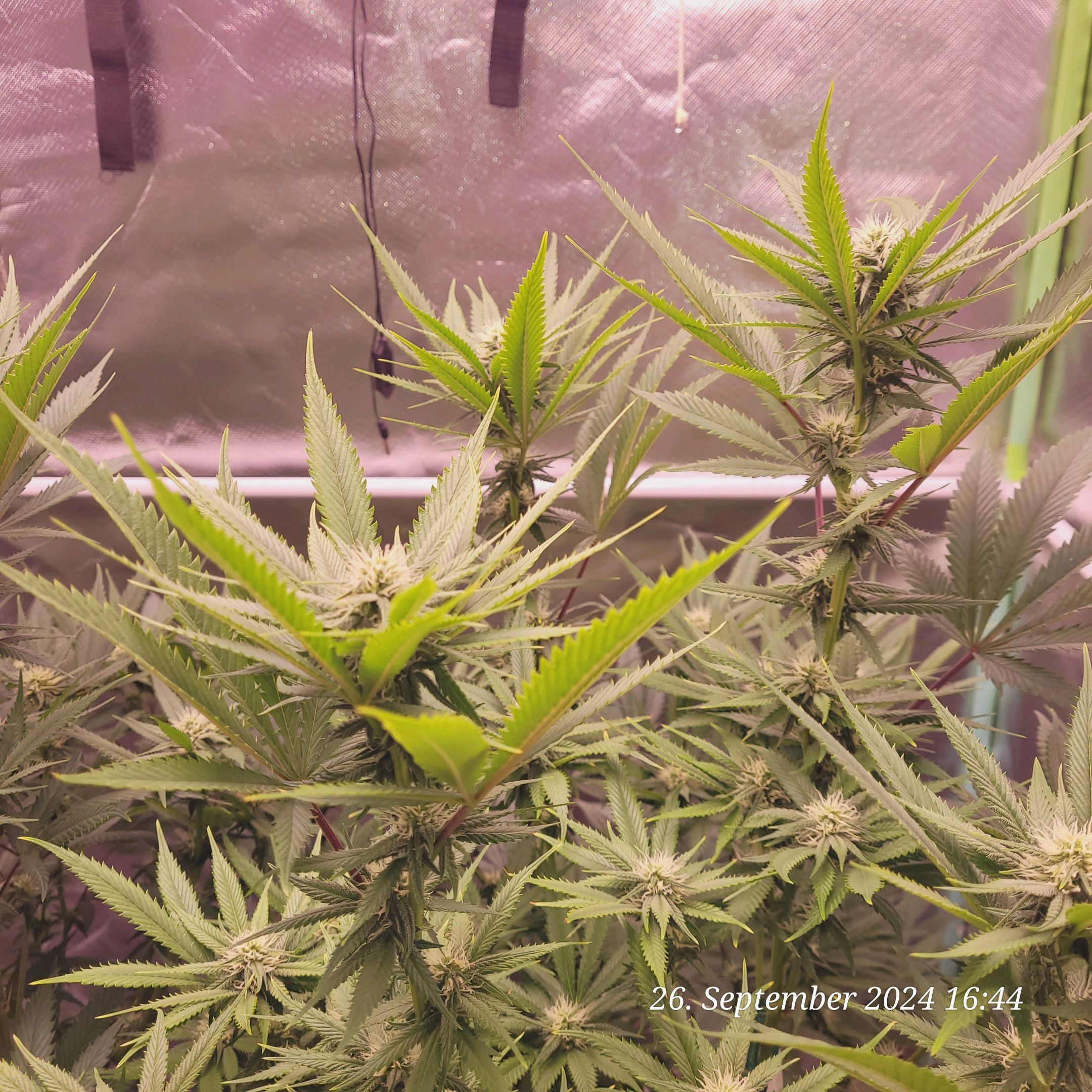 Lava Cake Klon #2 growlog photo 67