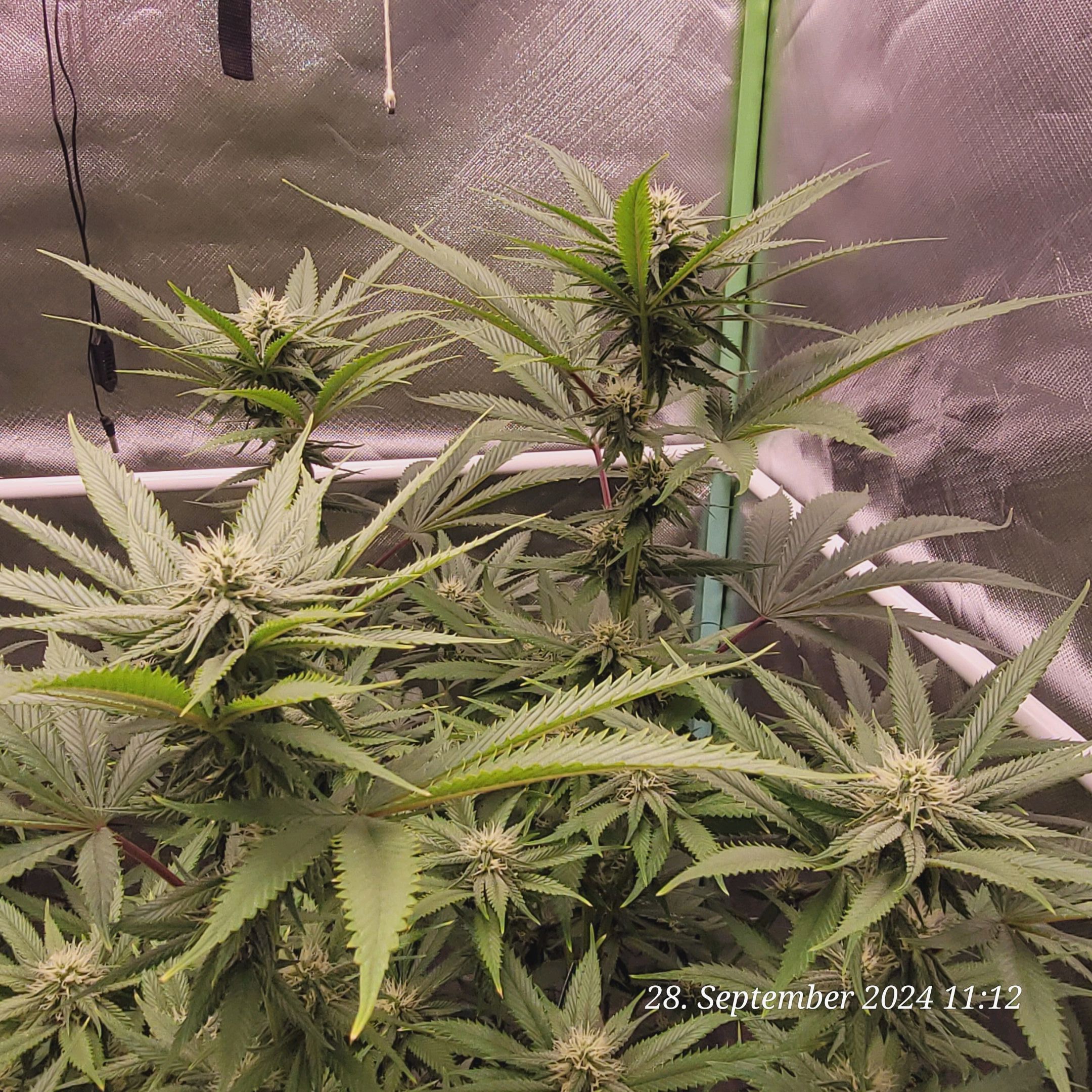 Lava Cake Klon #2 growlog photo 69