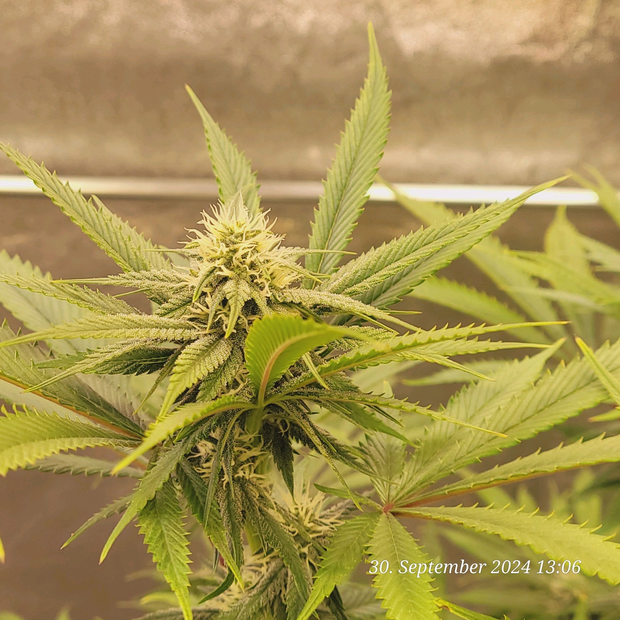 Lava Cake Klon #2 growlog photo 71