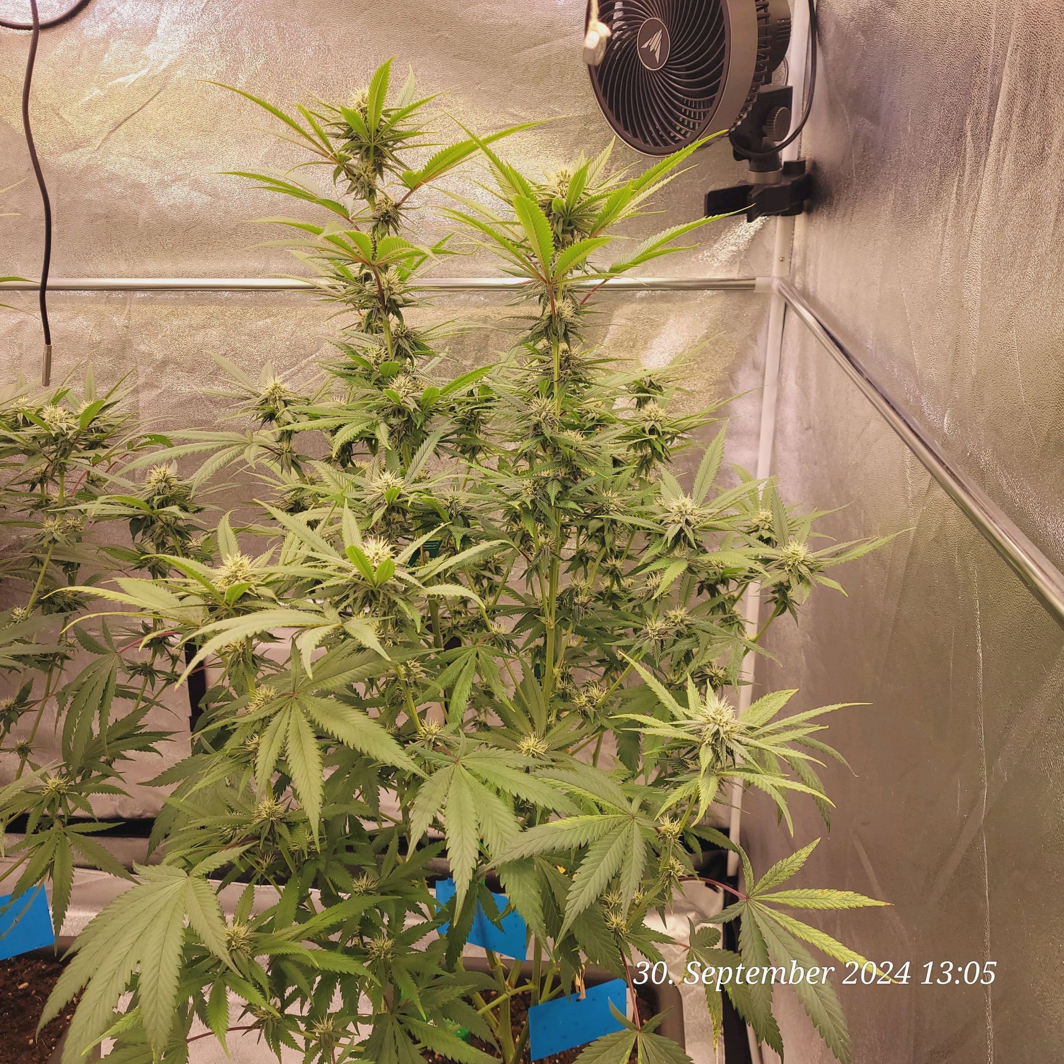 Lava Cake Klon #2 growlog photo 70