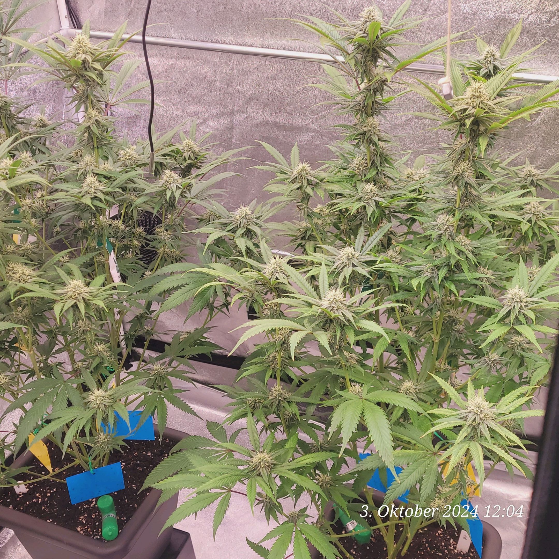 Lava Cake Klon #2 growlog photo 73