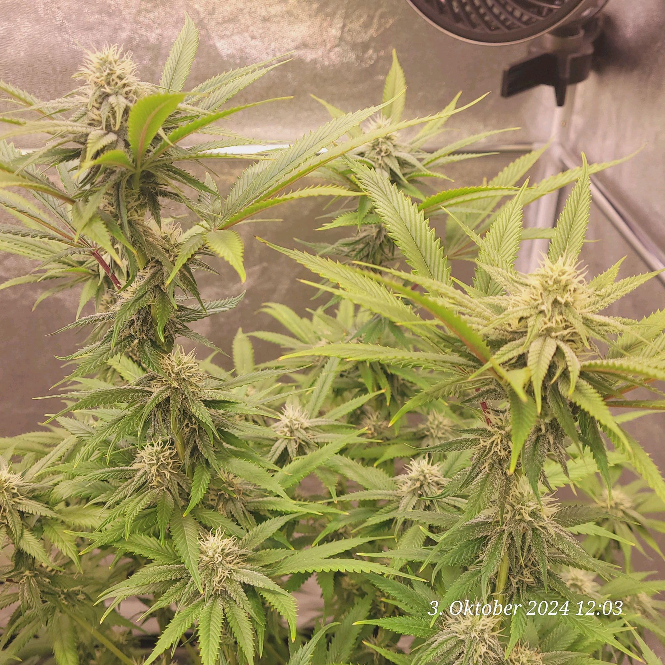 Lava Cake Klon #2 growlog photo 72