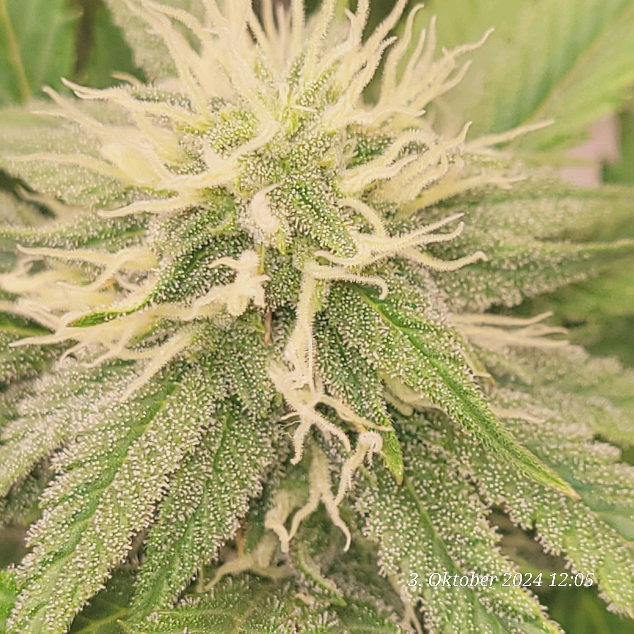 Lava Cake Klon #2 growlog photo 74