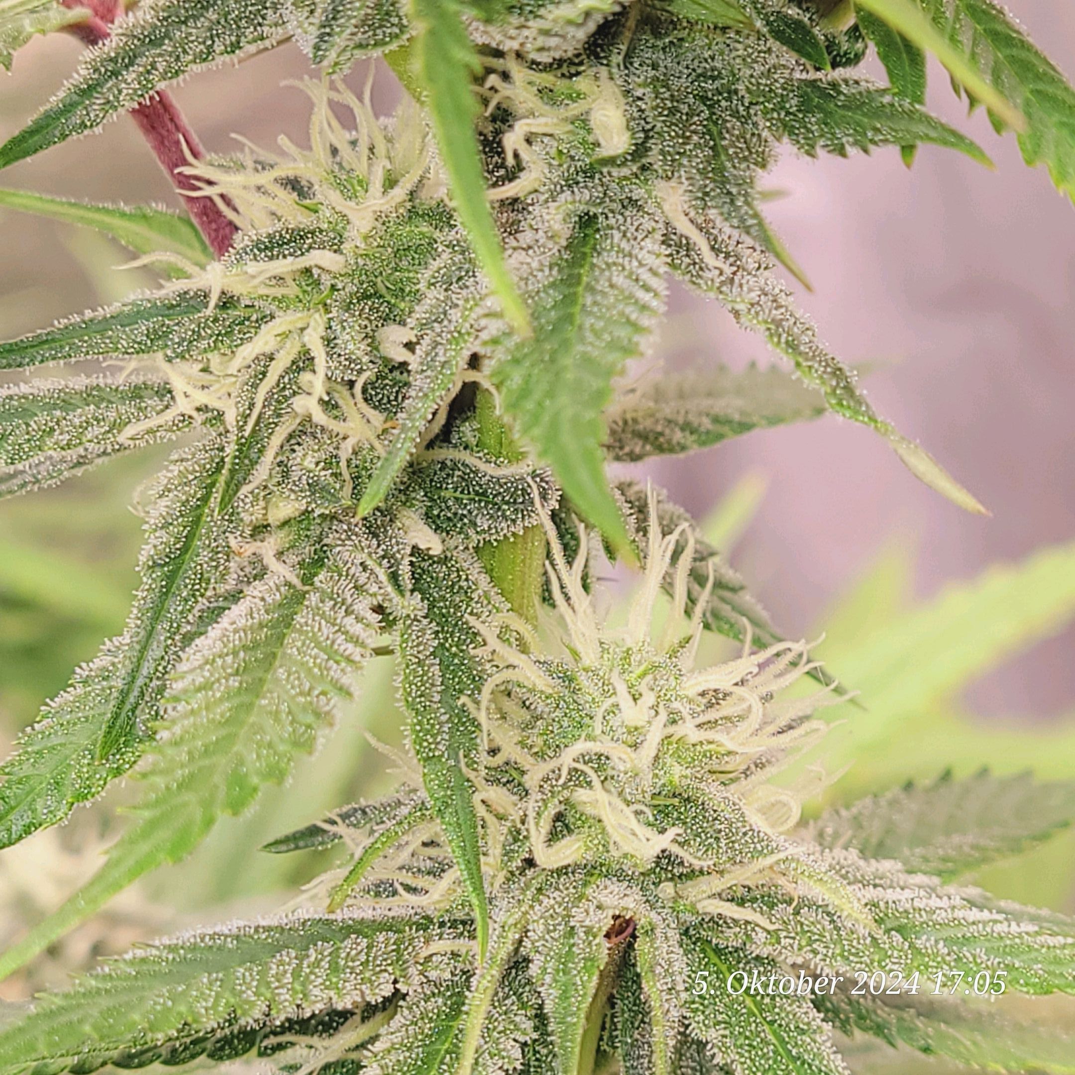 Lava Cake Klon #2 growlog photo 75