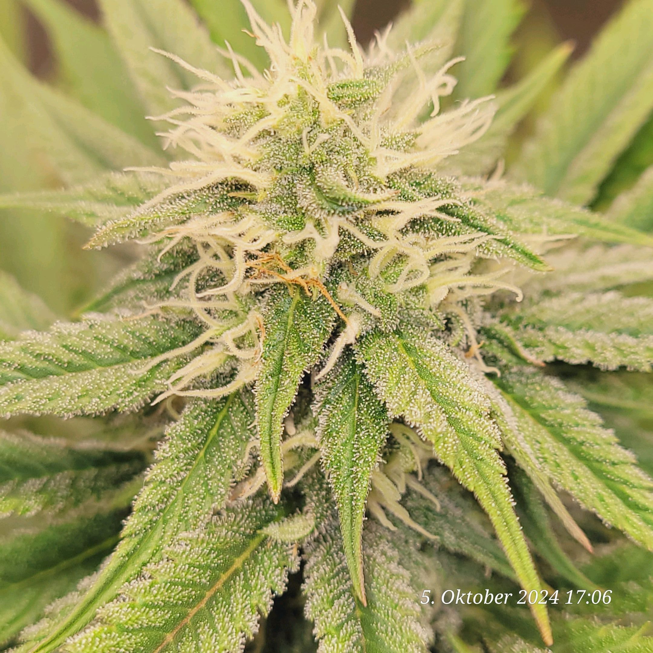 Lava Cake Klon #2 growlog photo 76