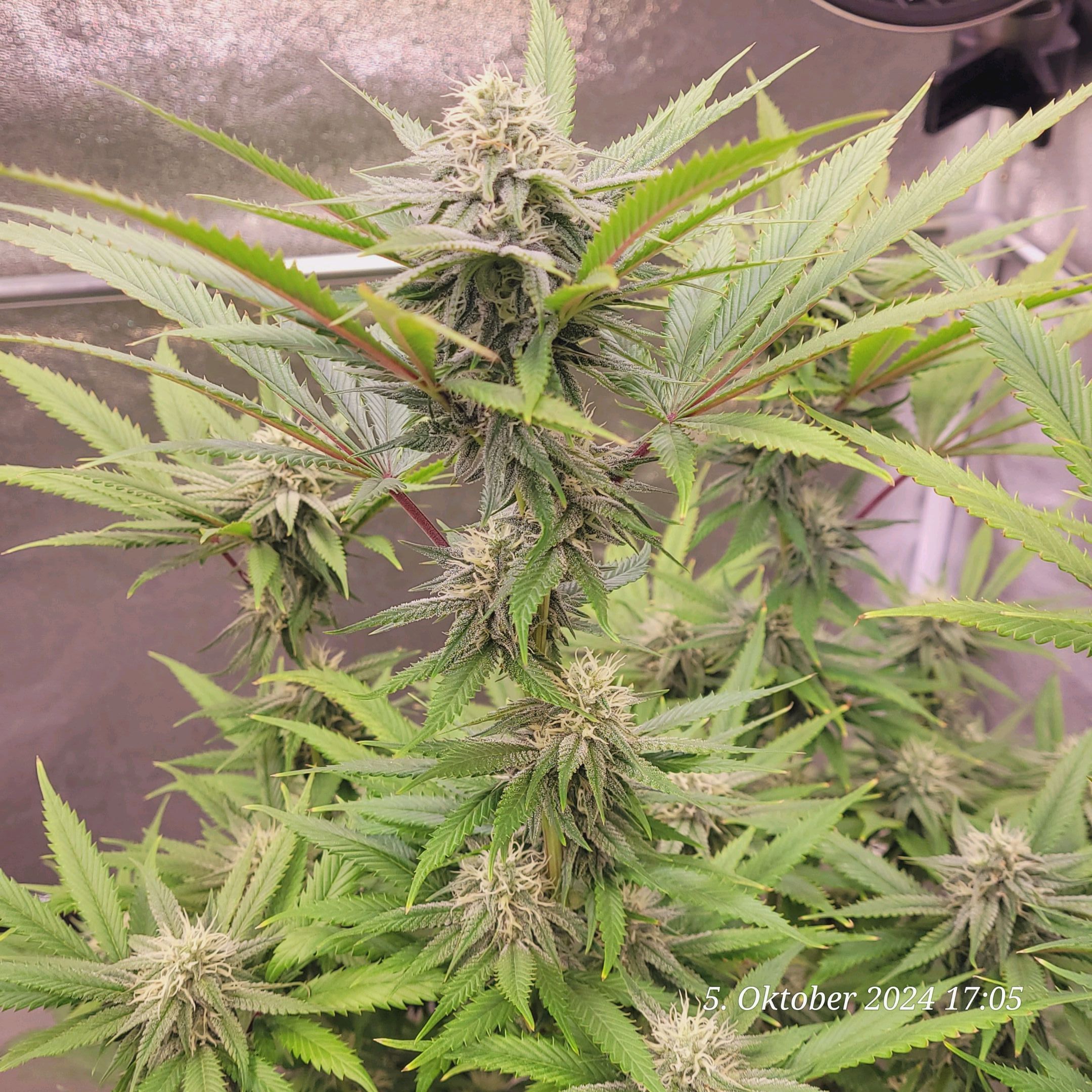 Lava Cake Klon #2 growlog photo 77