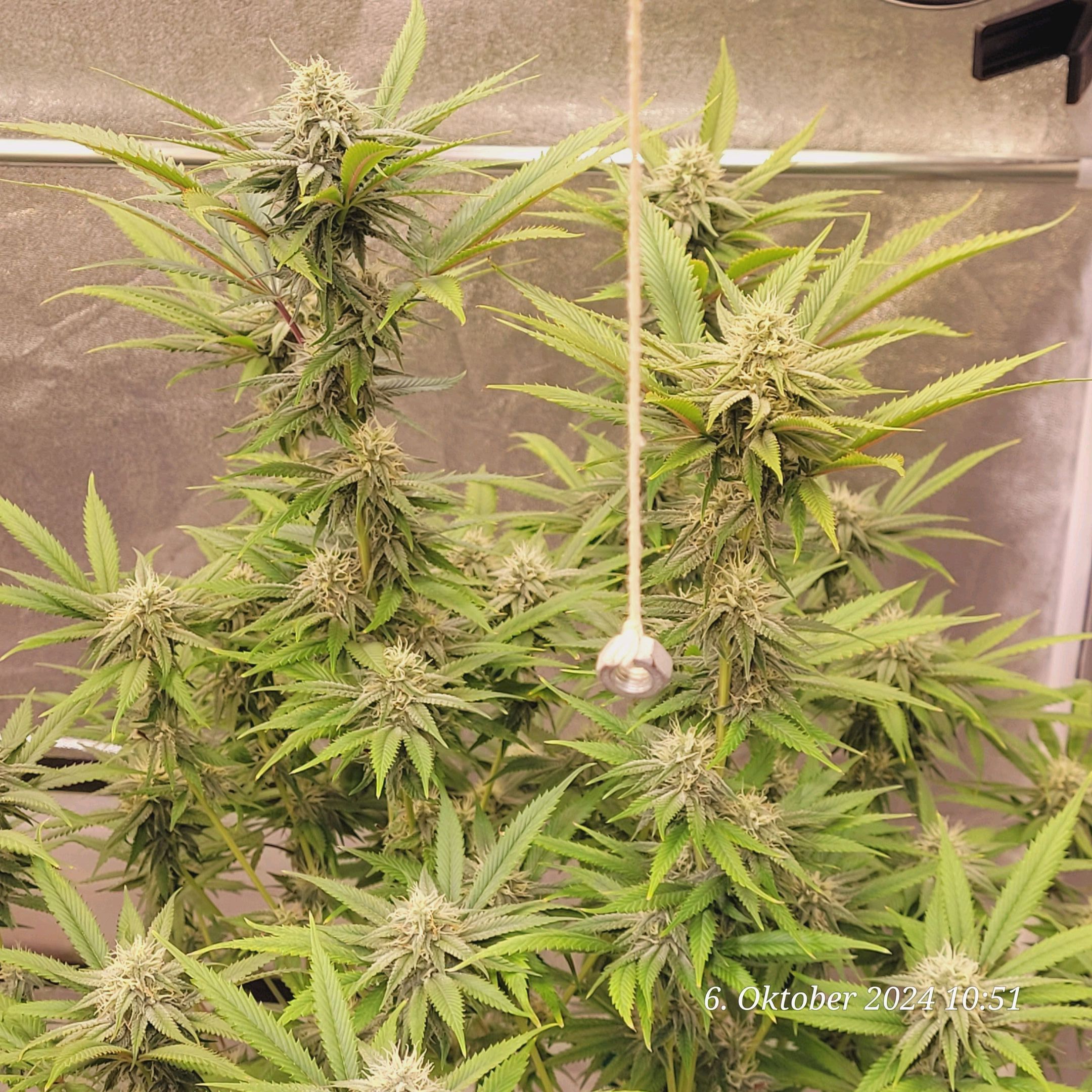 Lava Cake Klon #2 growlog photo 78