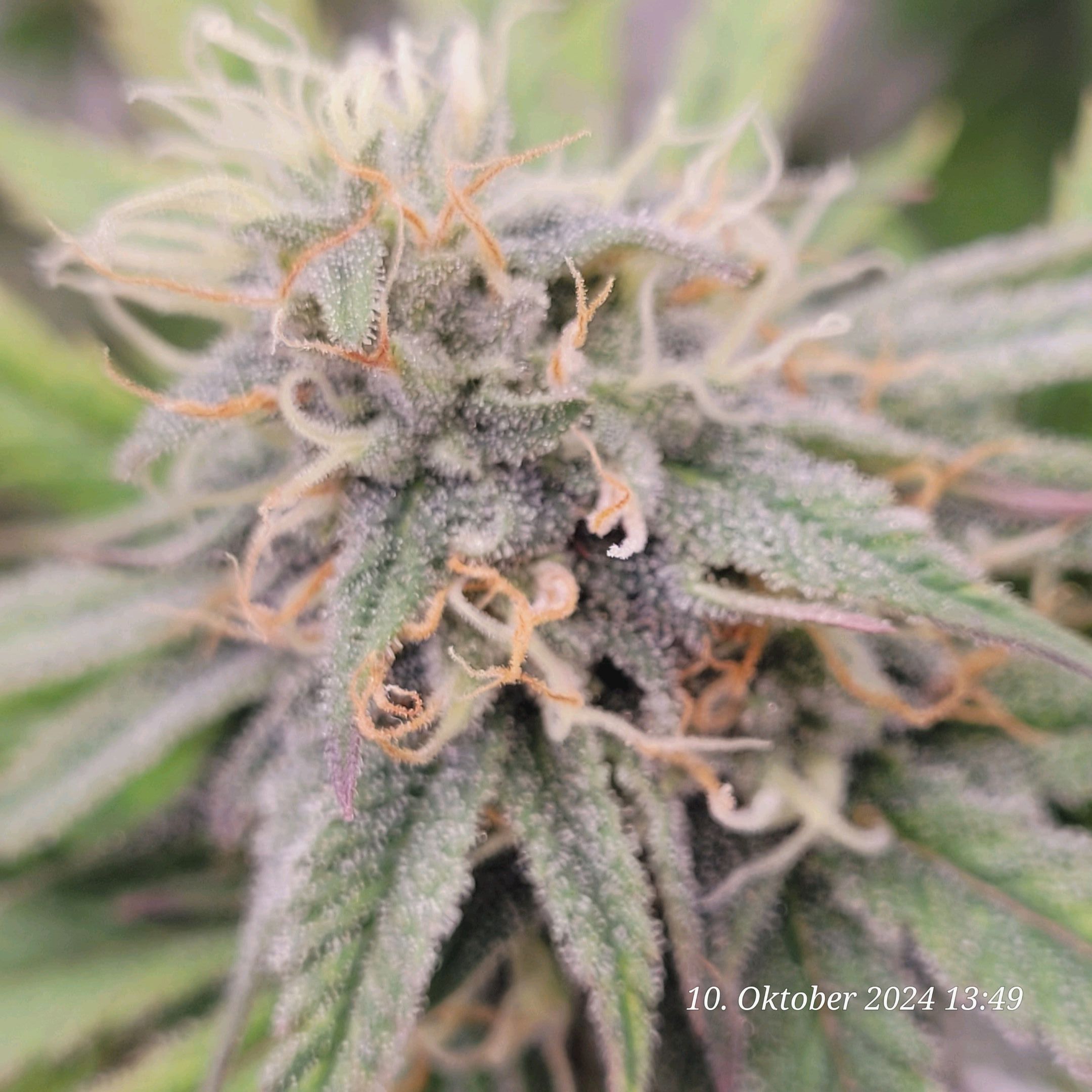 Lava Cake Klon #2 growlog photo 80