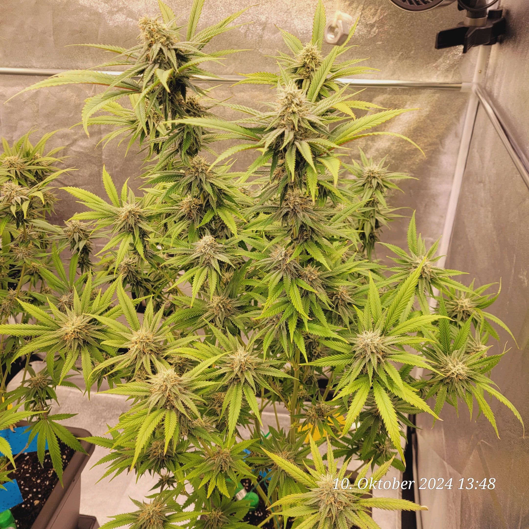 Lava Cake Klon #2 growlog photo 79