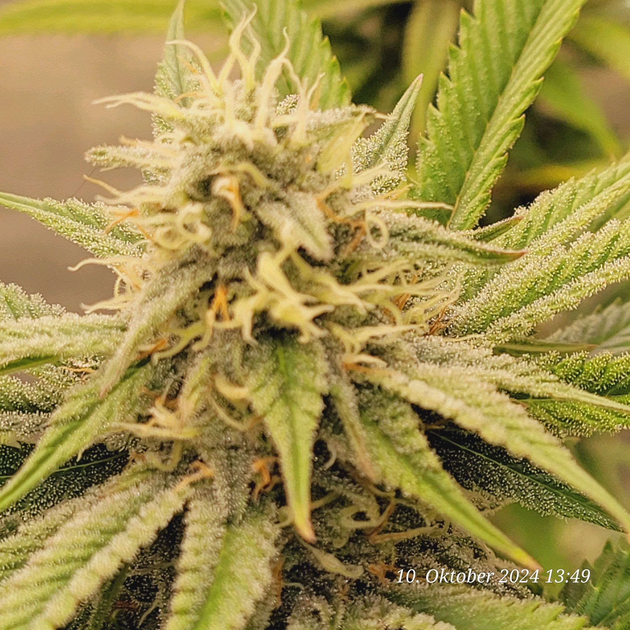Lava Cake Klon #2 growlog photo 81