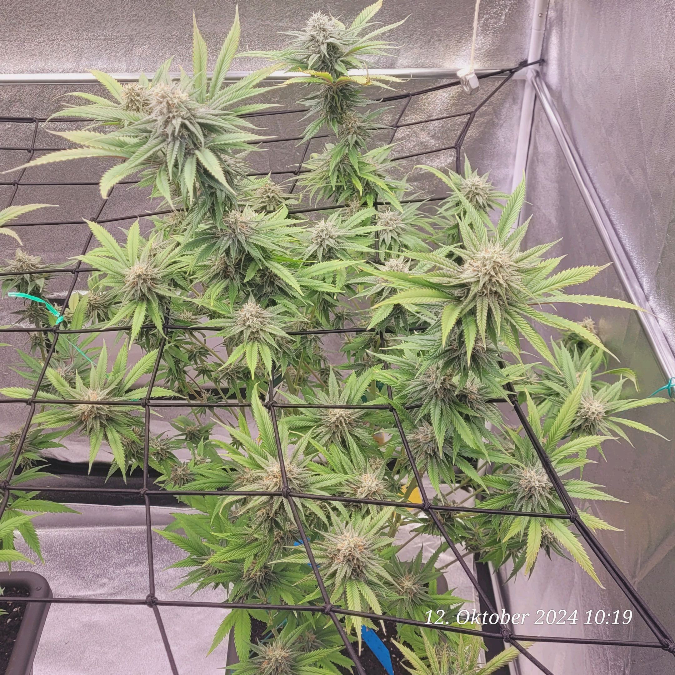 Lava Cake Klon #2 growlog photo 84