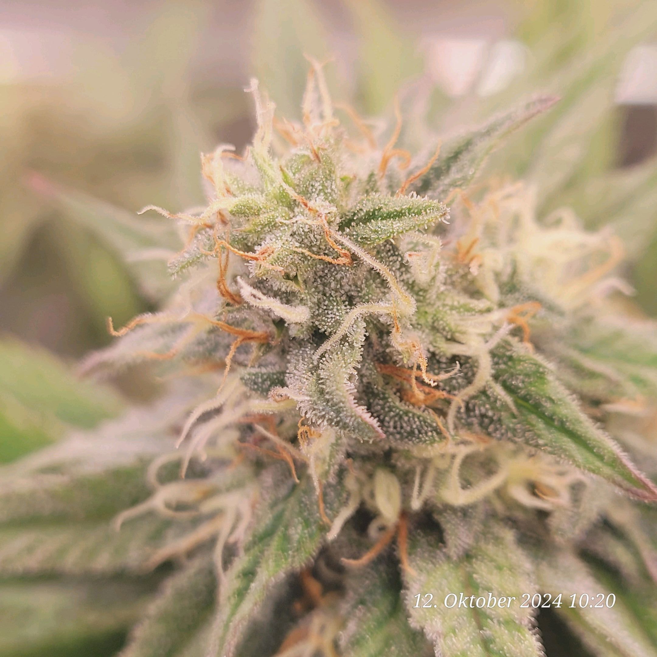 Lava Cake Klon #2 growlog photo 85