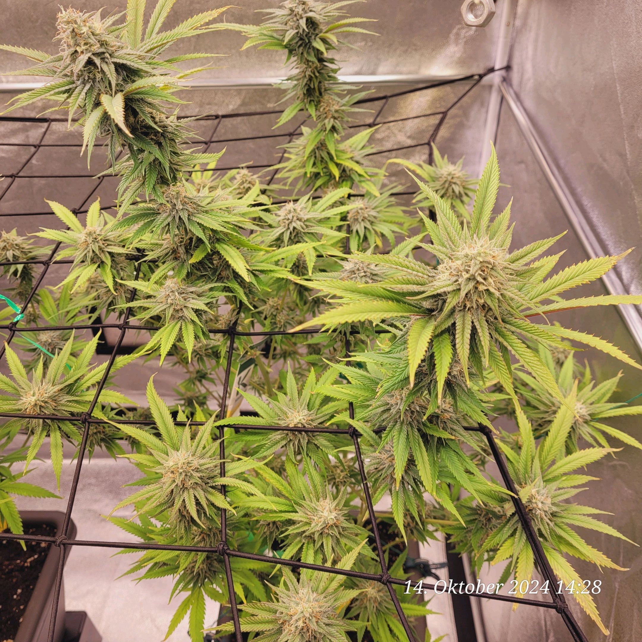 Lava Cake Klon #2 growlog photo 87