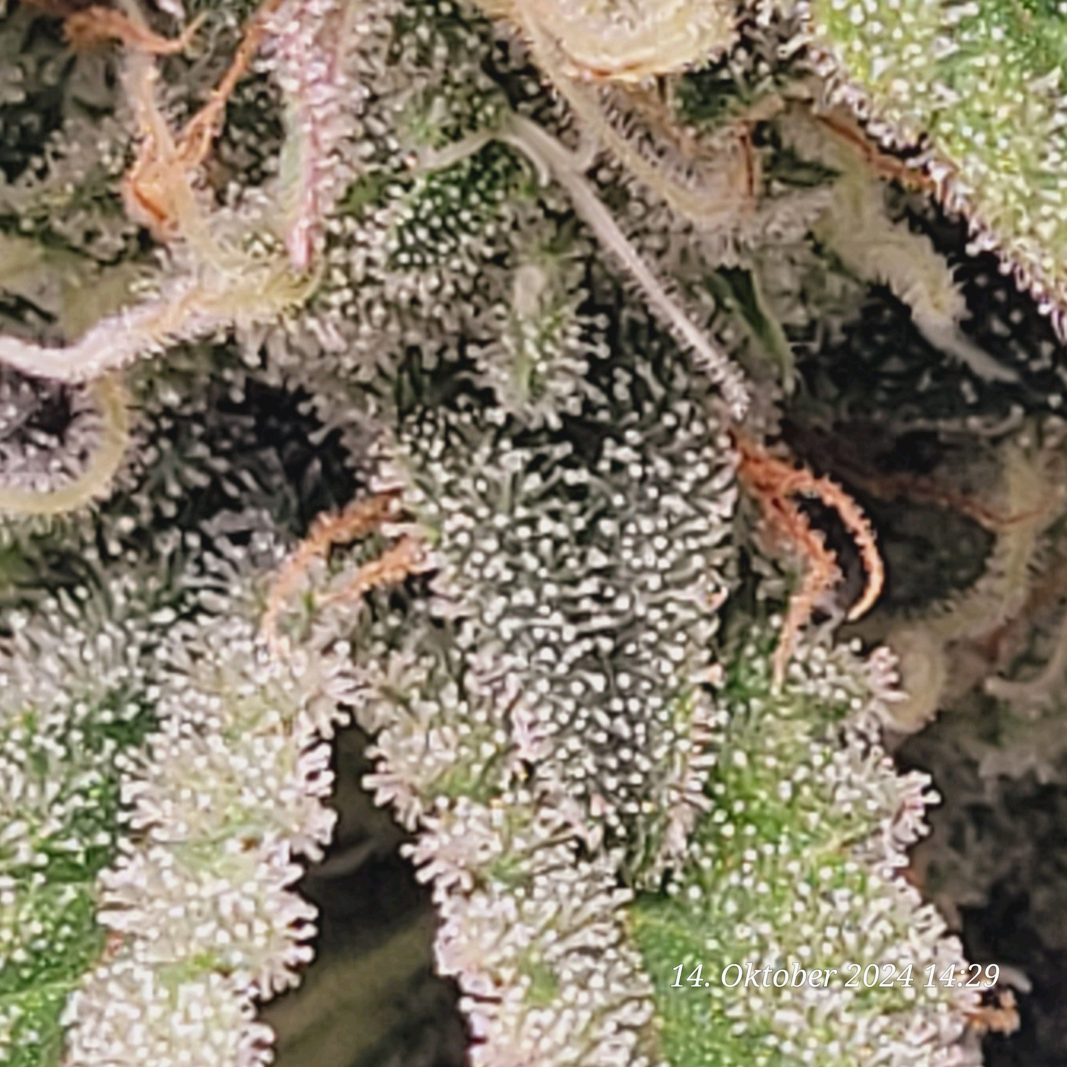 Lava Cake Klon #2 growlog photo 88