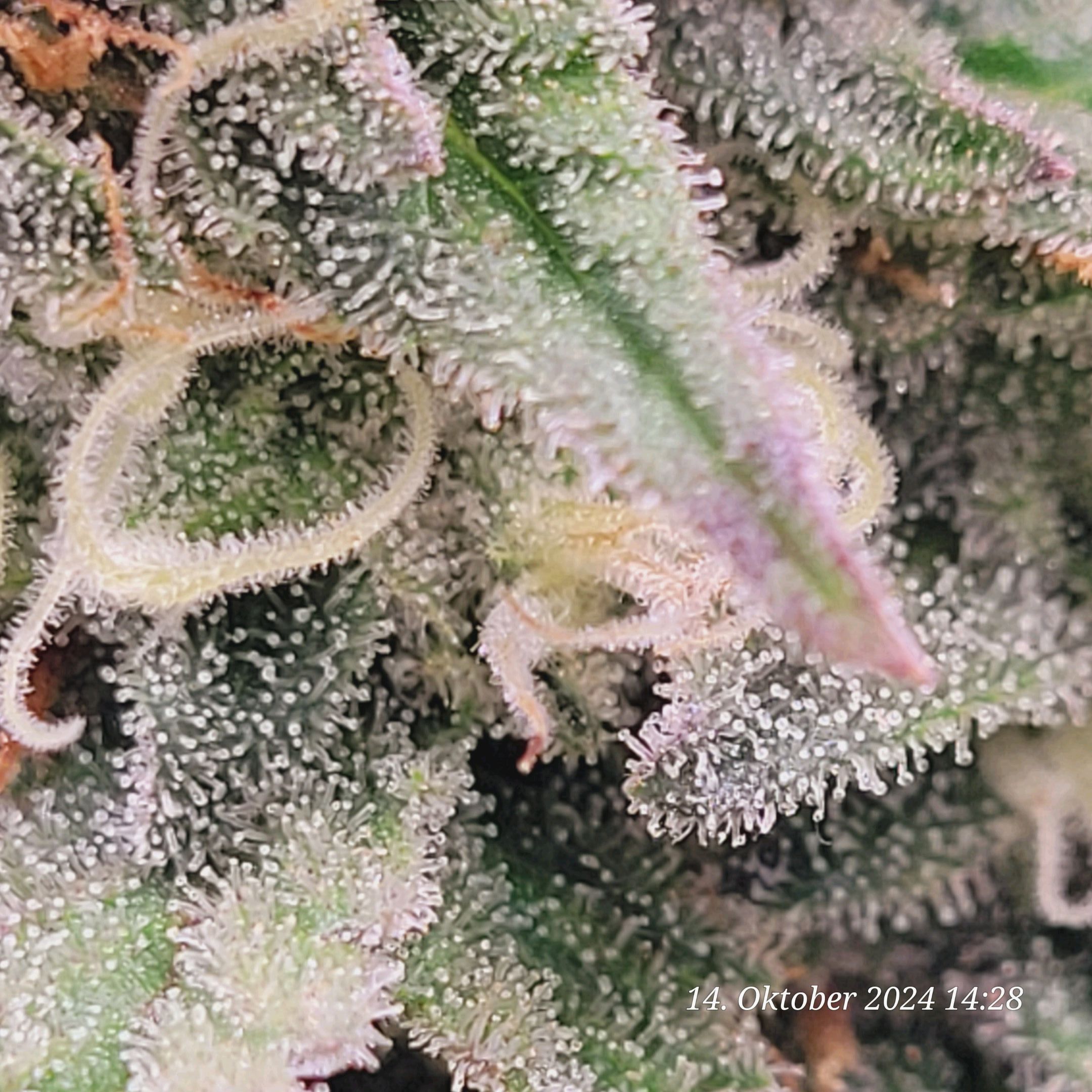 Lava Cake Klon #2 growlog photo 89