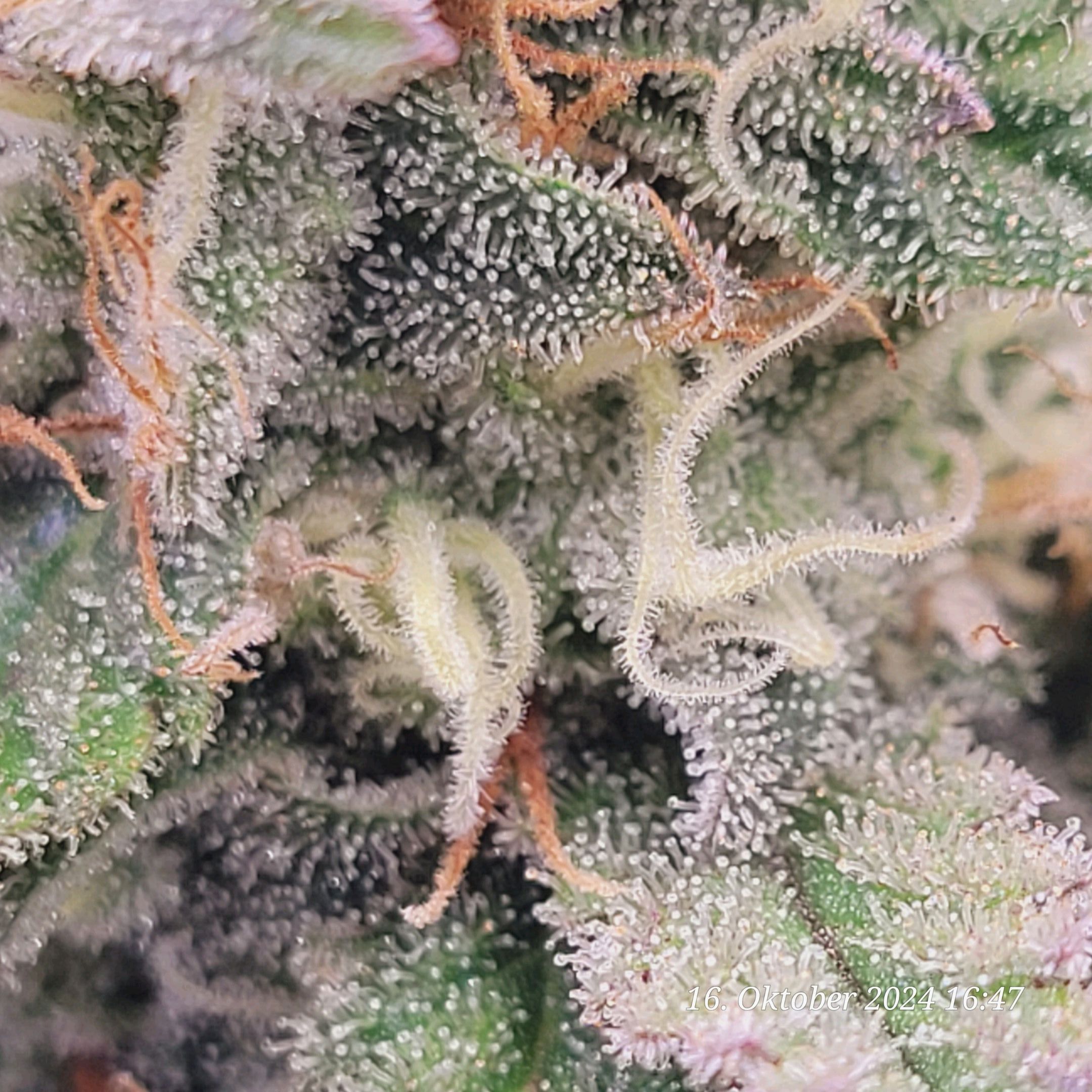 Lava Cake Klon #2 growlog photo 90