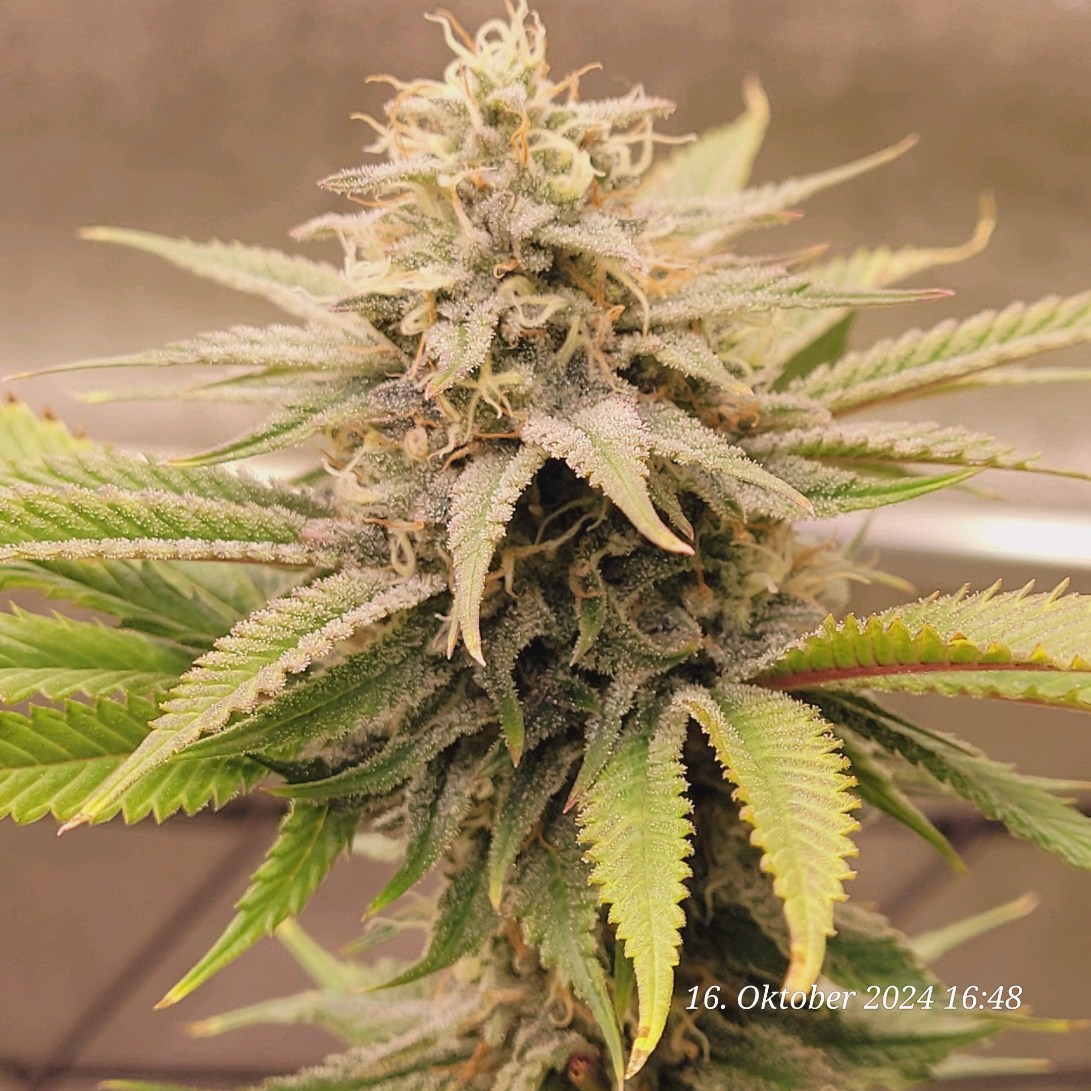 Lava Cake Klon #2 growlog photo 91